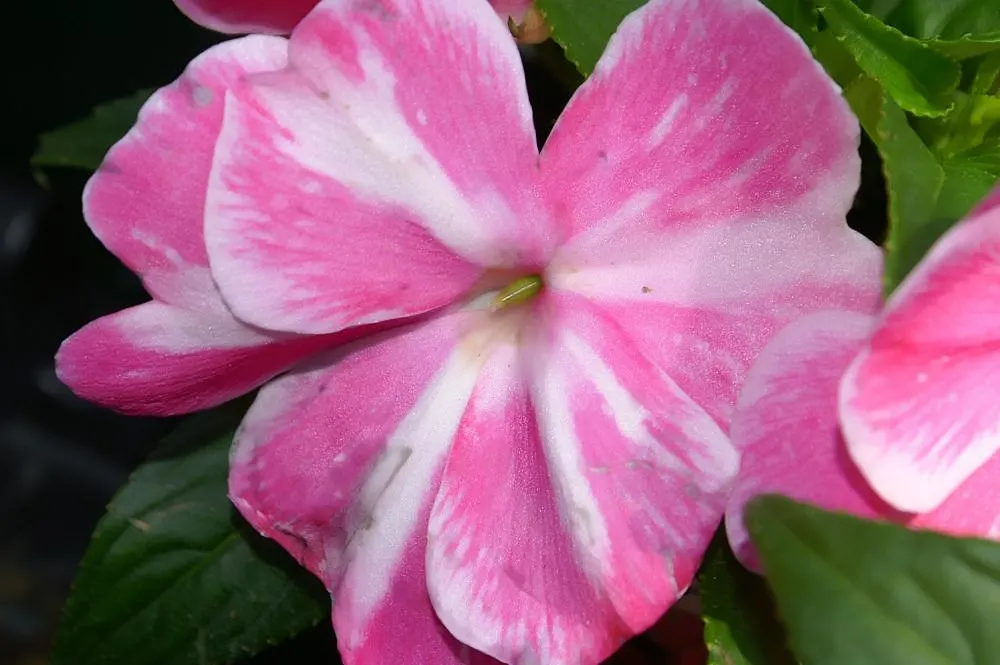 New Guinea Impatiens (Impatiens X 'New Guinea') — lavender and orange and pink and purple and red and white flowers in the garden; providing a continual splash
