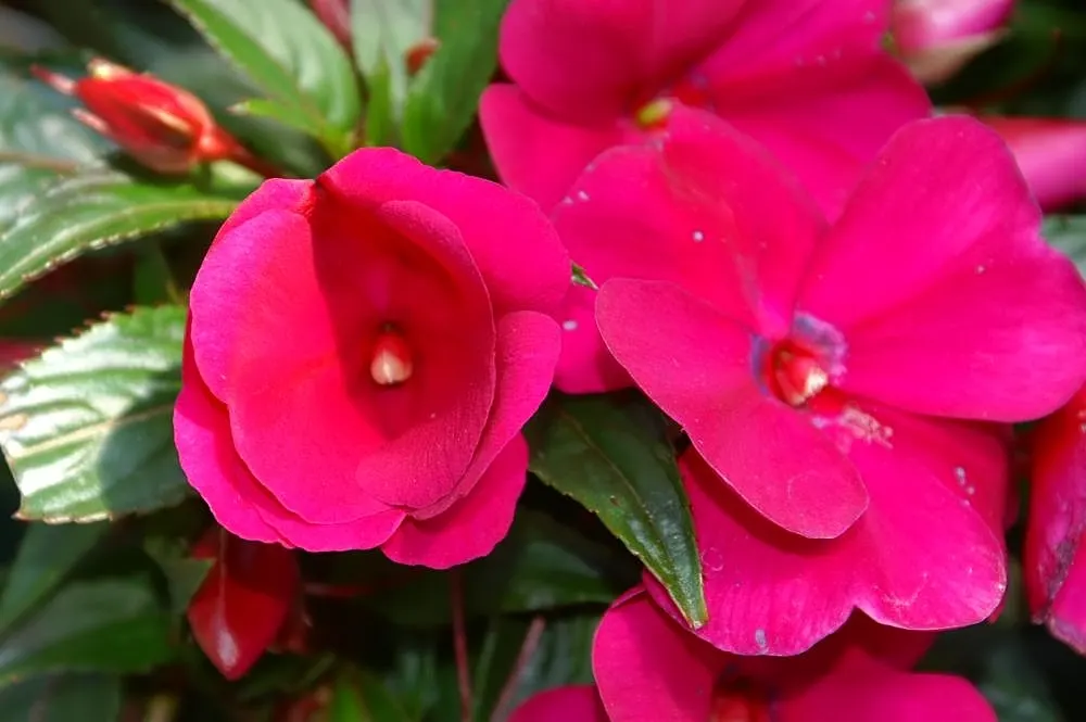 New Guinea Impatiens (Impatiens X 'New Guinea') — consider mass planting New Guinea Impatiens for a dramatic effect or use them in borders; periodic watering