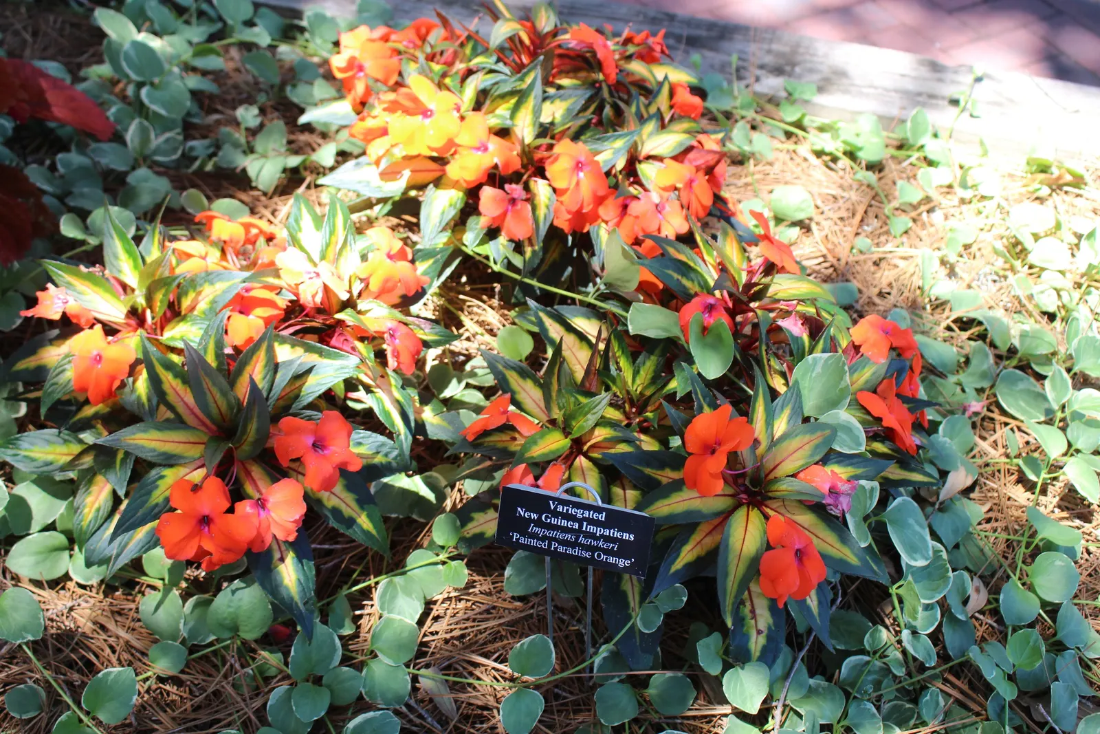 New Guinea Impatiens (Impatiens X 'New Guinea') — well-draining soil with a consistent moisture level