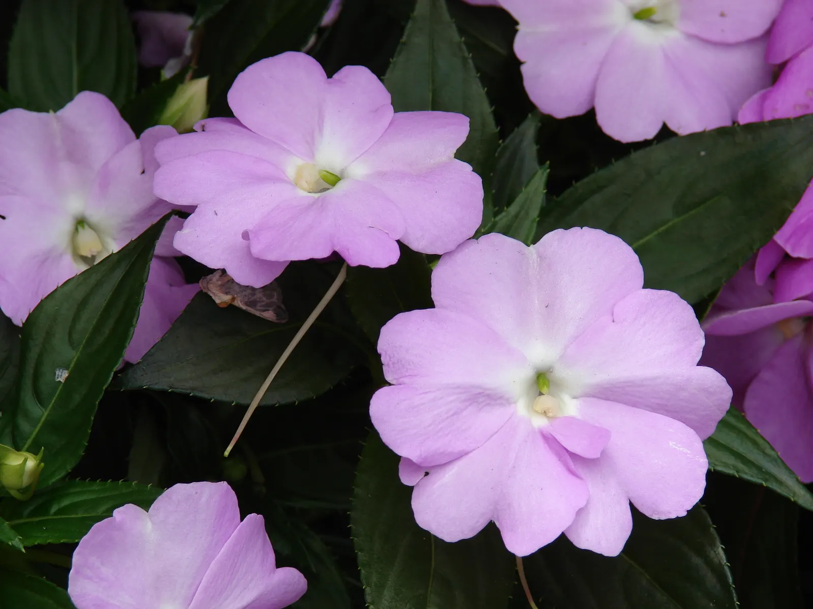 New Guinea Impatiens (Impatiens X 'New Guinea') — The plant's leaves themselves are eye-catching