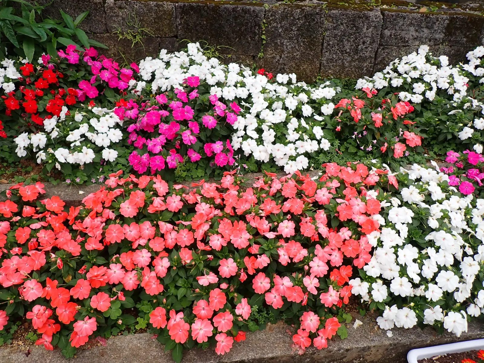 New Guinea Impatiens (Impatiens X 'New Guinea') — often exhibiting a glossy texture with shades of green or even bronze undertones.<br><br>For best, image 57