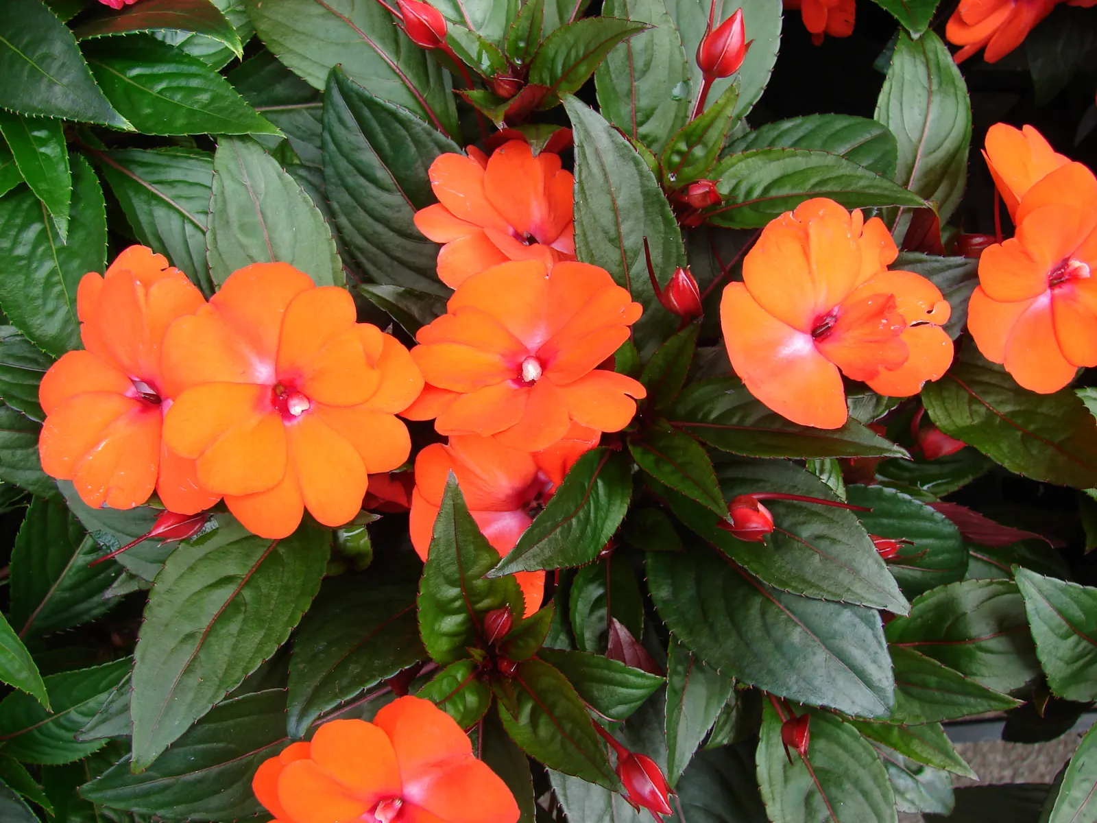 New Guinea Impatiens (Impatiens X 'New Guinea') — Ideal for USDA Hardiness Zones 10-12; typically reaching heights of 12-24 inches