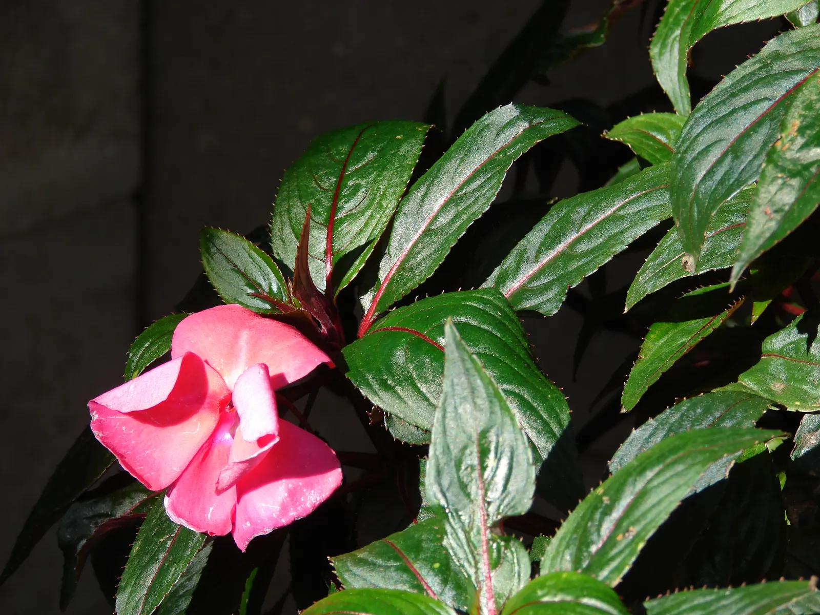 New Guinea Impatiens (Impatiens X 'New Guinea') — providing a continual splash of color to garden beds; these plants are generally free from, image 75