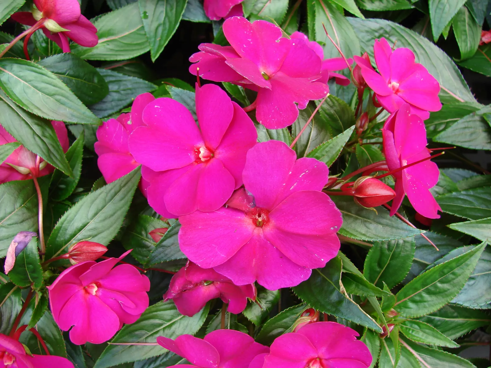 New Guinea Impatiens (Impatiens X 'New Guinea') — they bloom from spring to frost