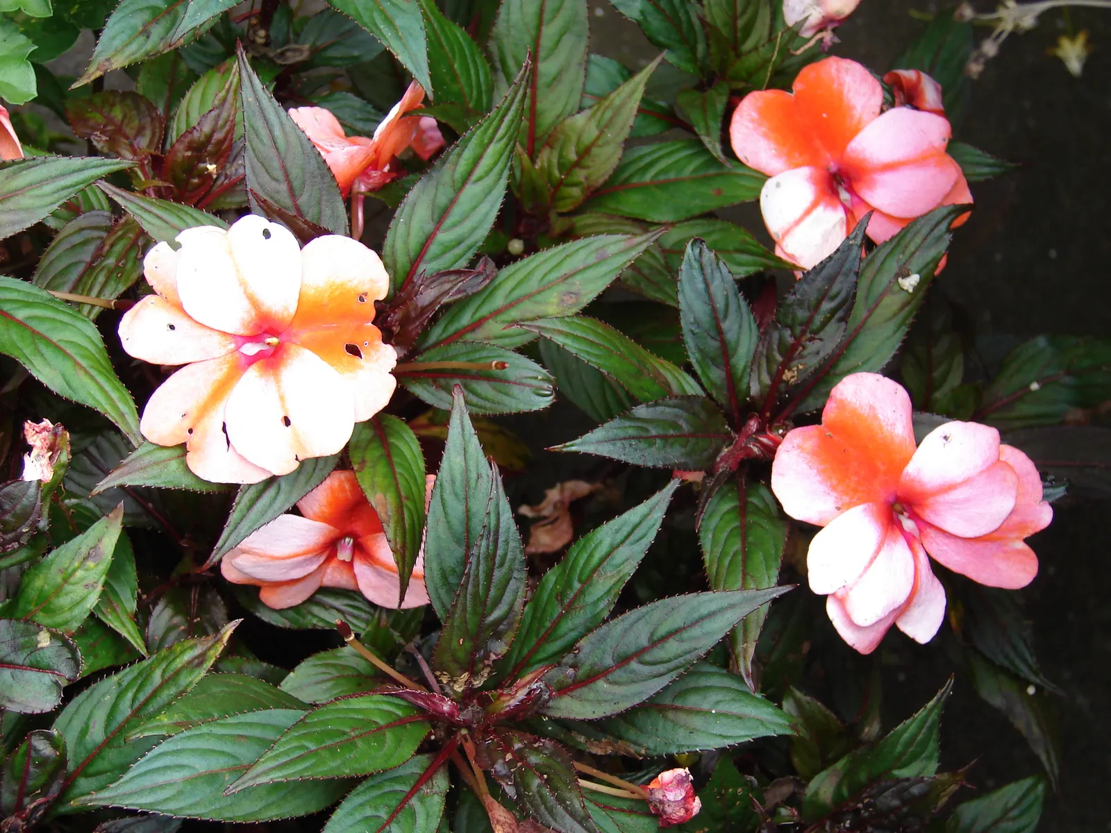 New Guinea Impatiens (Impatiens X 'New Guinea') — When creating your landscape design