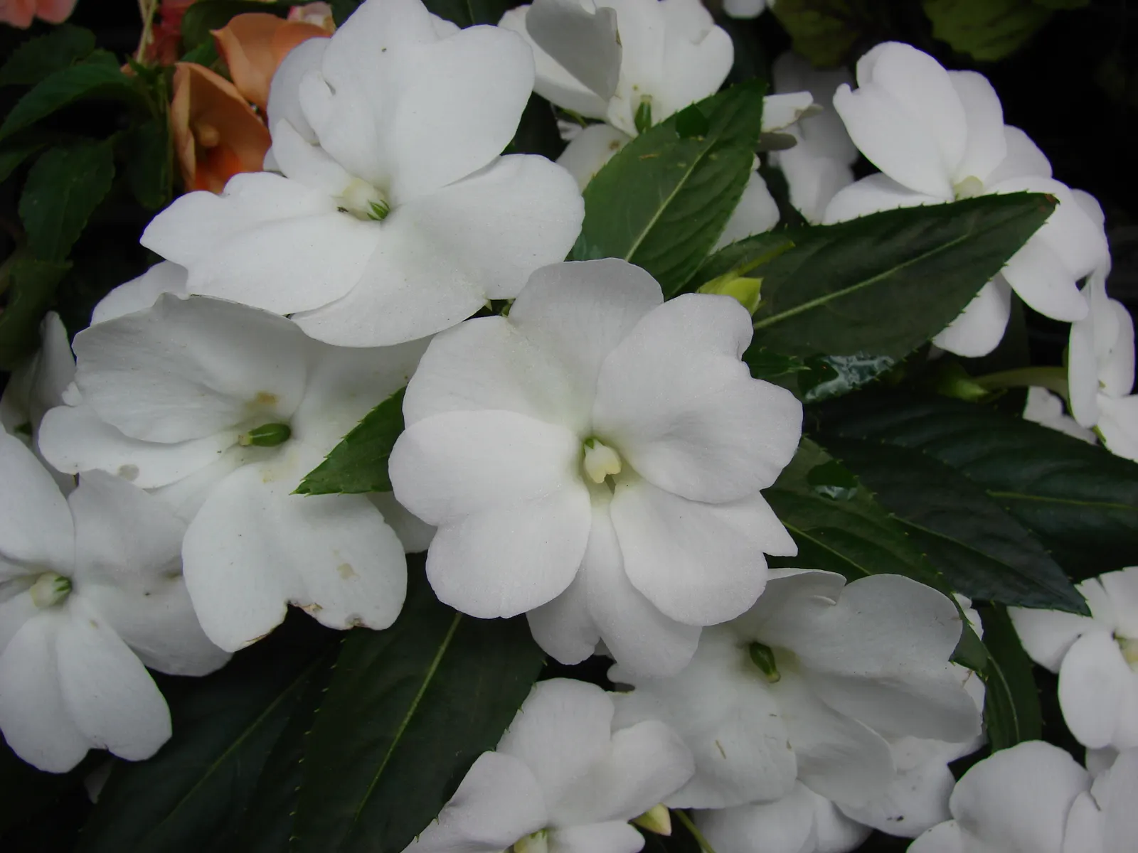 New Guinea Impatiens (Impatiens X 'New Guinea') — these shade-tolerant plants thrive in rich