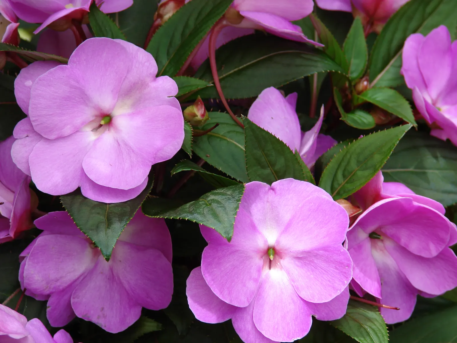New Guinea Impatiens (Impatiens X 'New Guinea') — annual / perennial for half or shade