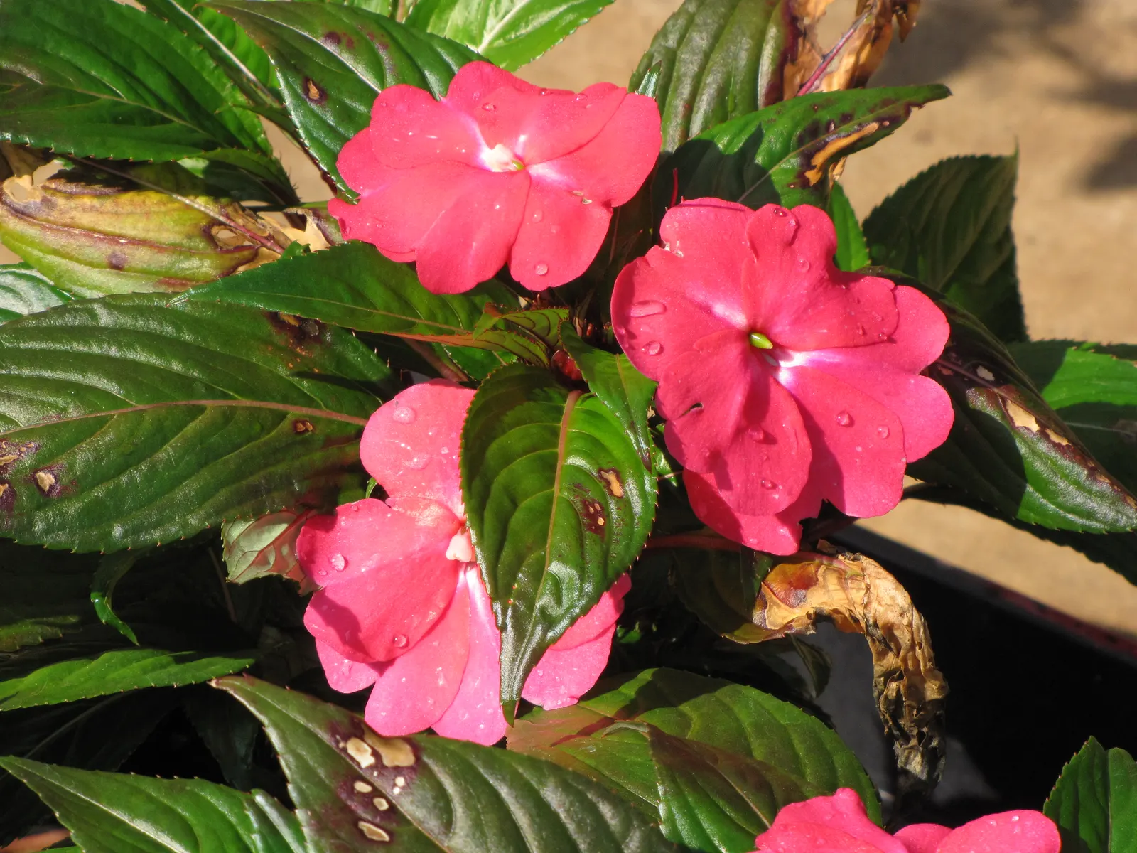 New Guinea Impatiens (Impatiens X 'New Guinea') — Grown for their strikingly large flowers and broad; and hanging baskets with minimal maintenance
