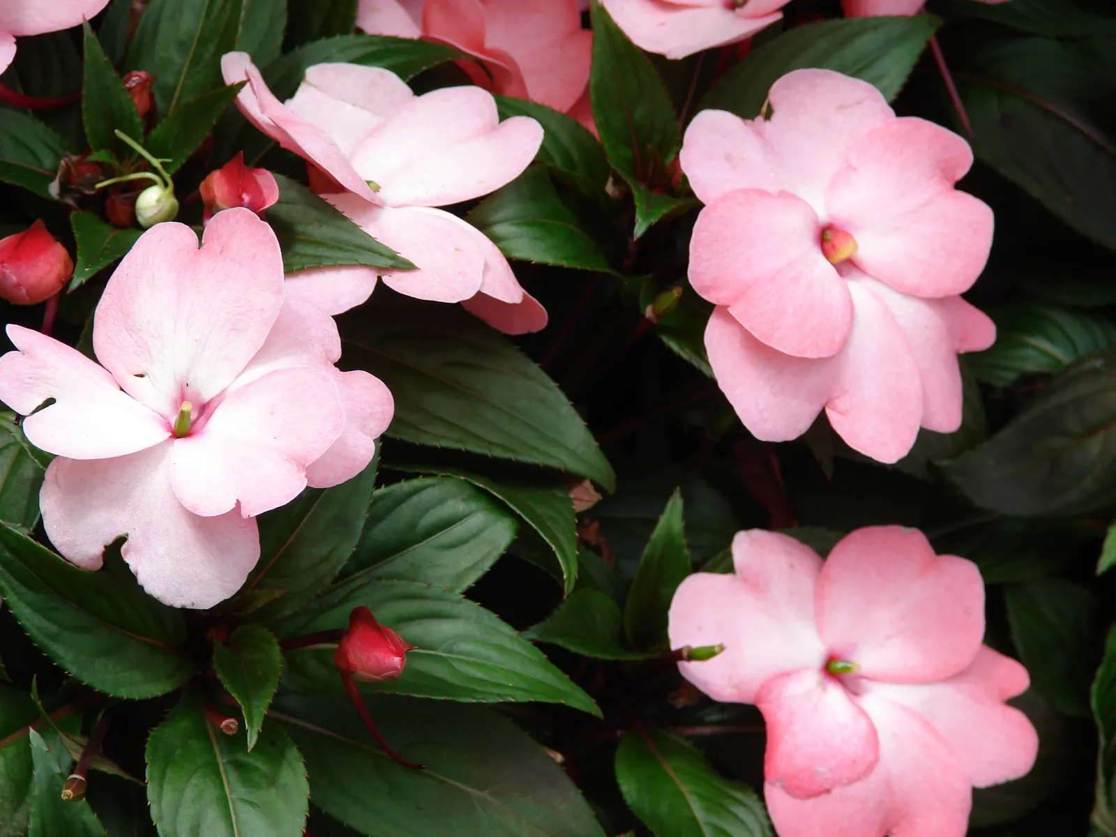 New Guinea Impatiens (Impatiens X 'New Guinea') — consider mass planting New Guinea Impatiens for a dramatic effect or use them in borders, image 65