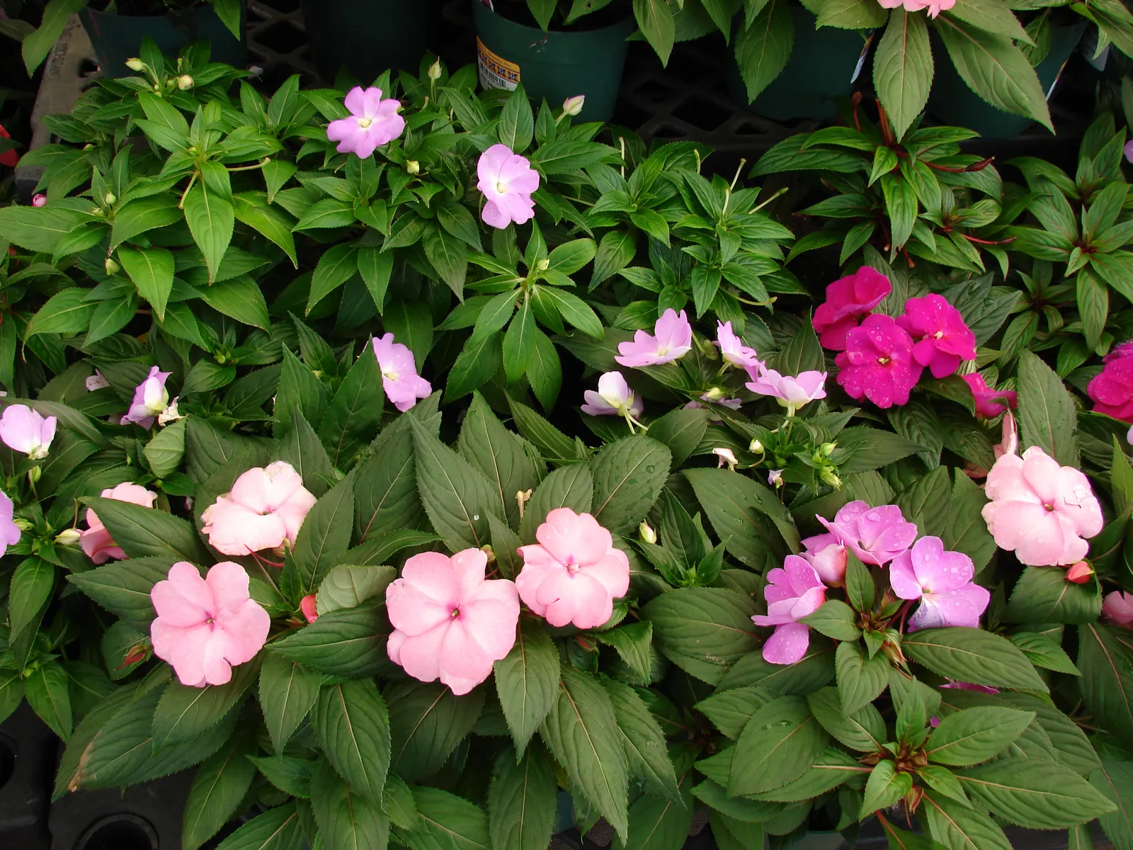 New Guinea Impatiens (Impatiens X 'New Guinea') — Ideal for USDA Hardiness Zones 10-12; typically reaching heights of 12-24 inches, image 50