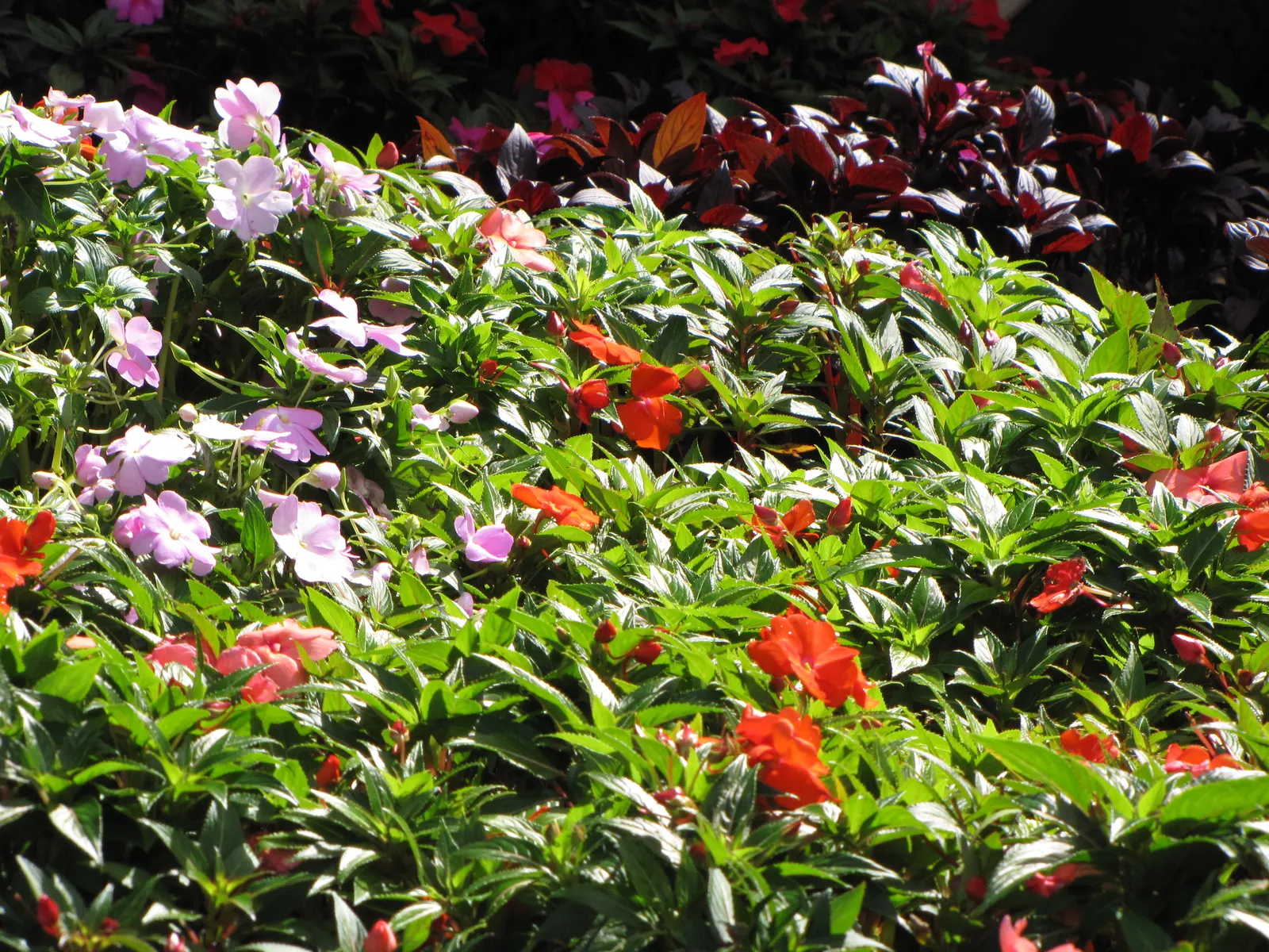 New Guinea Impatiens (Impatiens X 'New Guinea') — well-draining soil with a consistent moisture level; consider mass planting New Guinea Impatiens for a