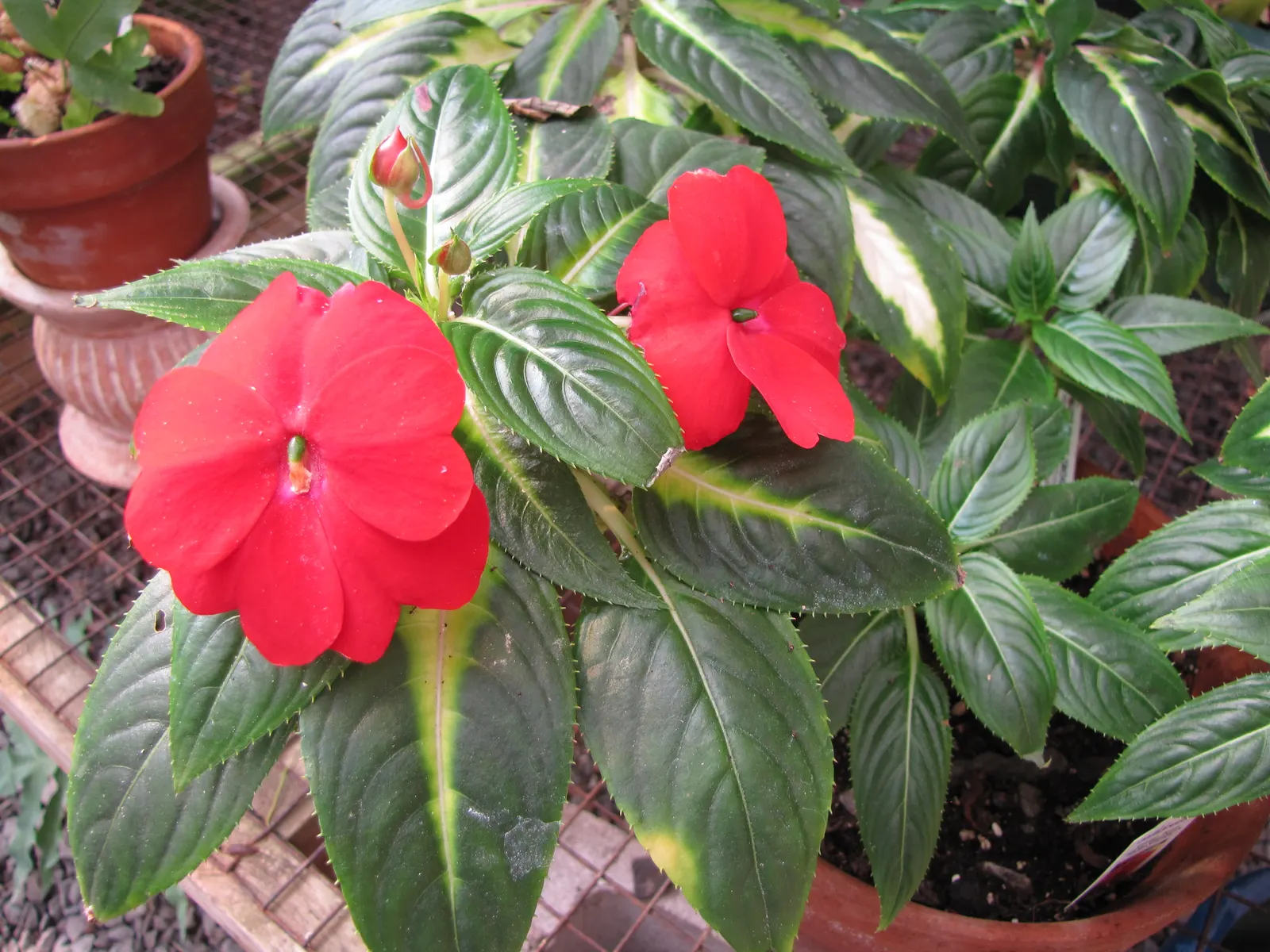 New Guinea Impatiens (Impatiens X 'New Guinea') — New Guinea Impatiens should be planted in rich, image 35