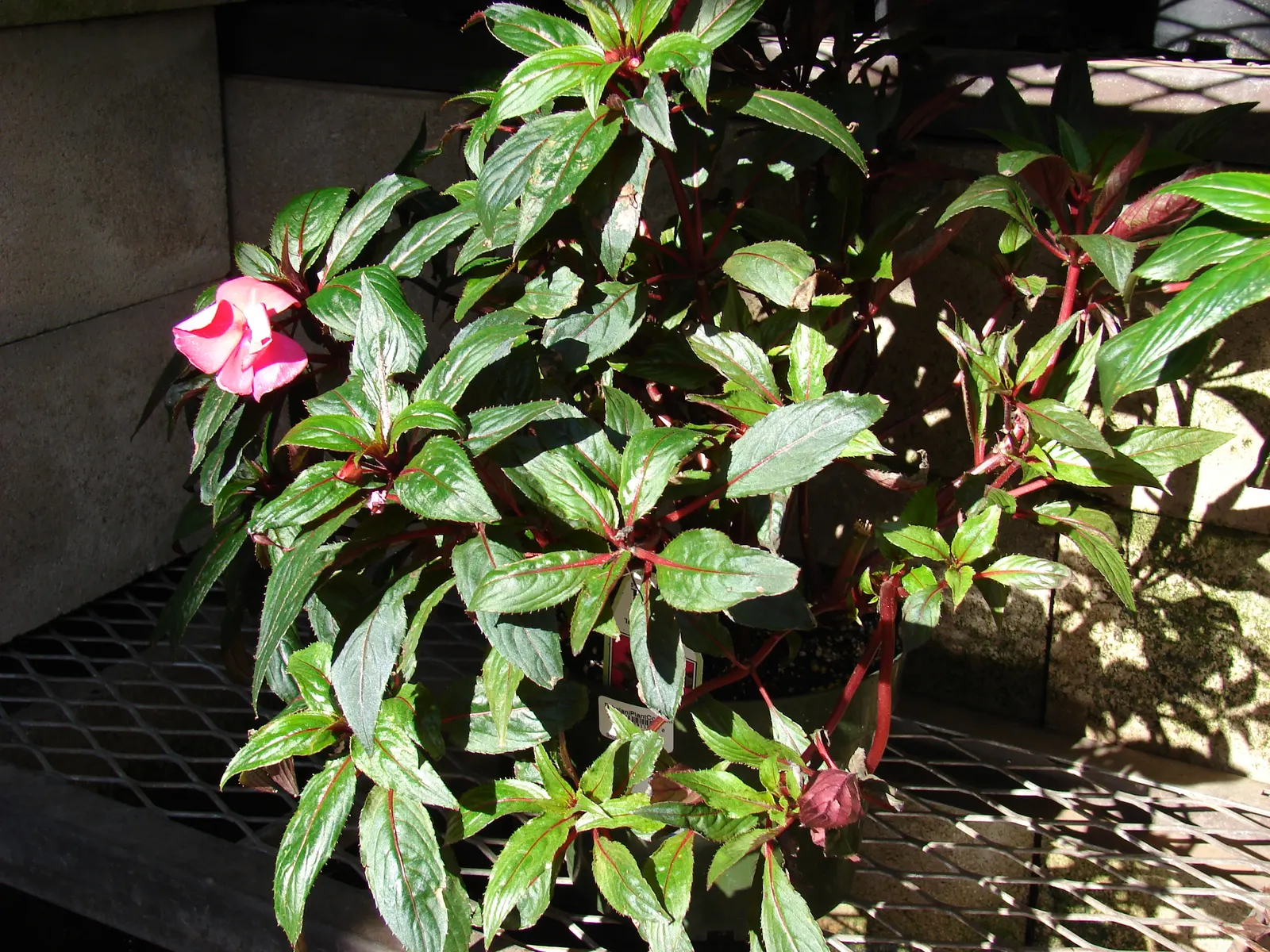 New Guinea Impatiens (Impatiens X 'New Guinea') — they bloom from spring to frost; these annuals flourish in a range of conditions but prefer, image 74