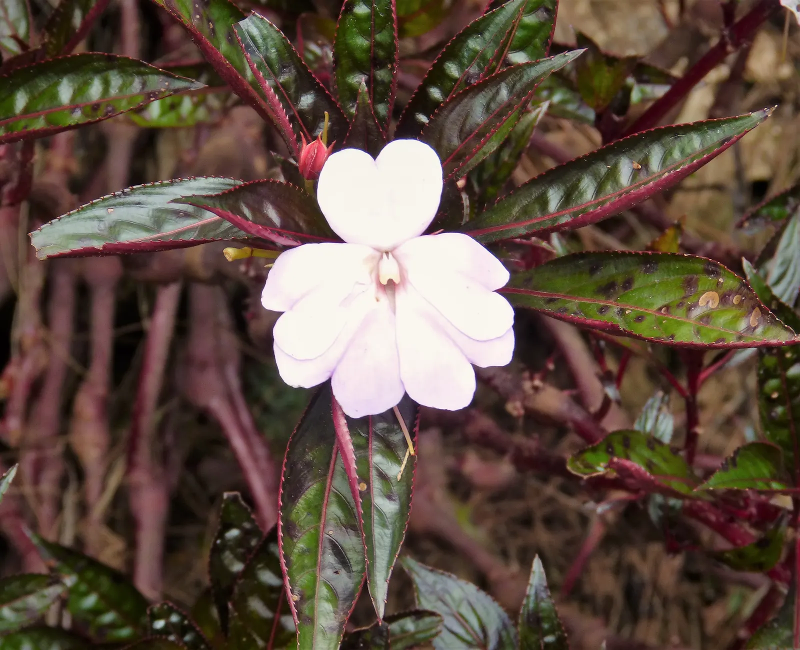 New Guinea Impatiens (Impatiens X 'New Guinea') — While they are more tolerant of the sun than their traditional Impatiens counterparts; these shade-tolerant