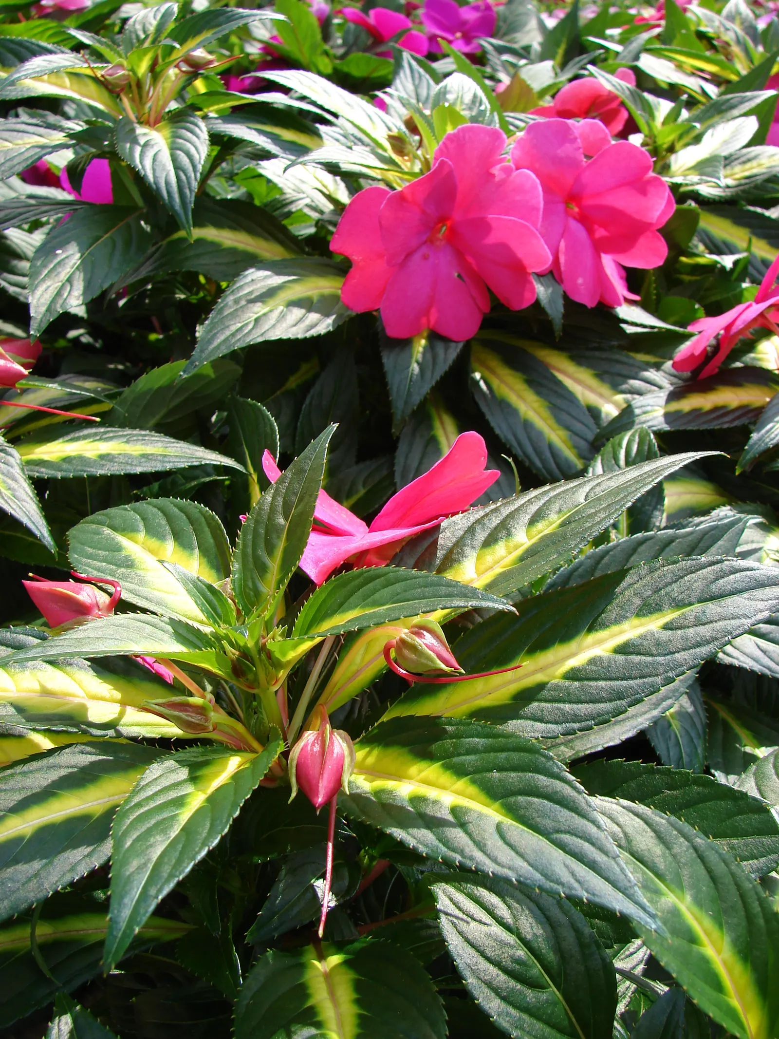 New Guinea Impatiens (Impatiens X 'New Guinea') — periodic watering during dry spells is essential to maintain their lush appearance; the plant's leaves