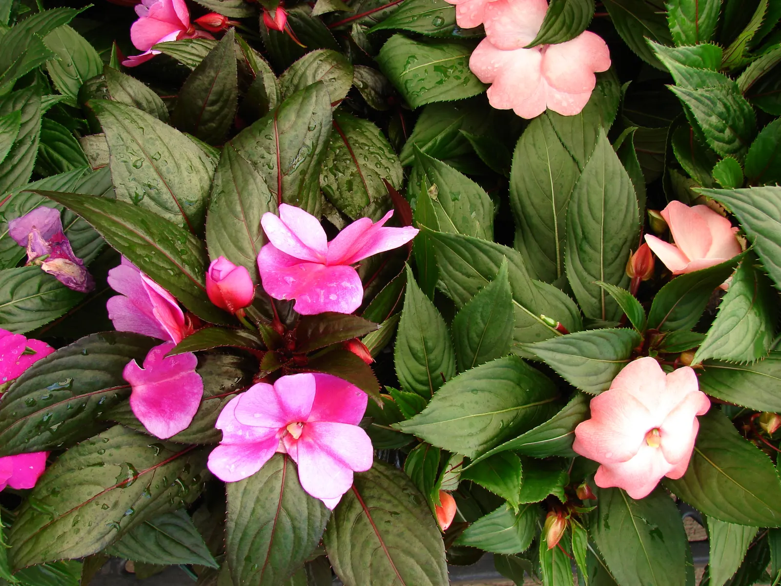 New Guinea Impatiens (Impatiens X 'New Guinea') — Typically reaching heights of 12-24 inches; often exhibiting a glossy texture with shades of, image 48