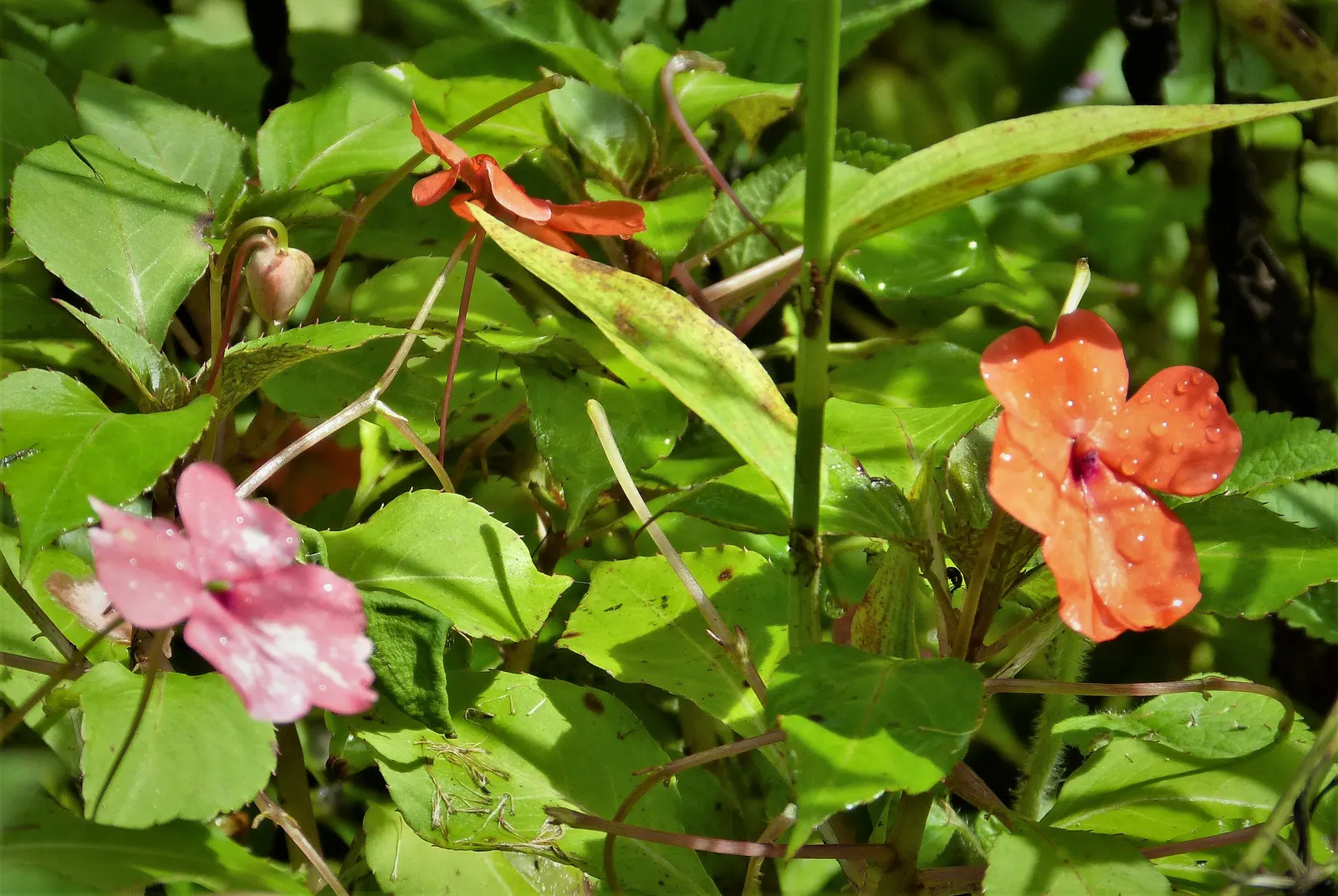 New Guinea Impatiens (Impatiens X 'New Guinea') — these plants are generally free from serious pests and diseases; making them a low-maintenance option for