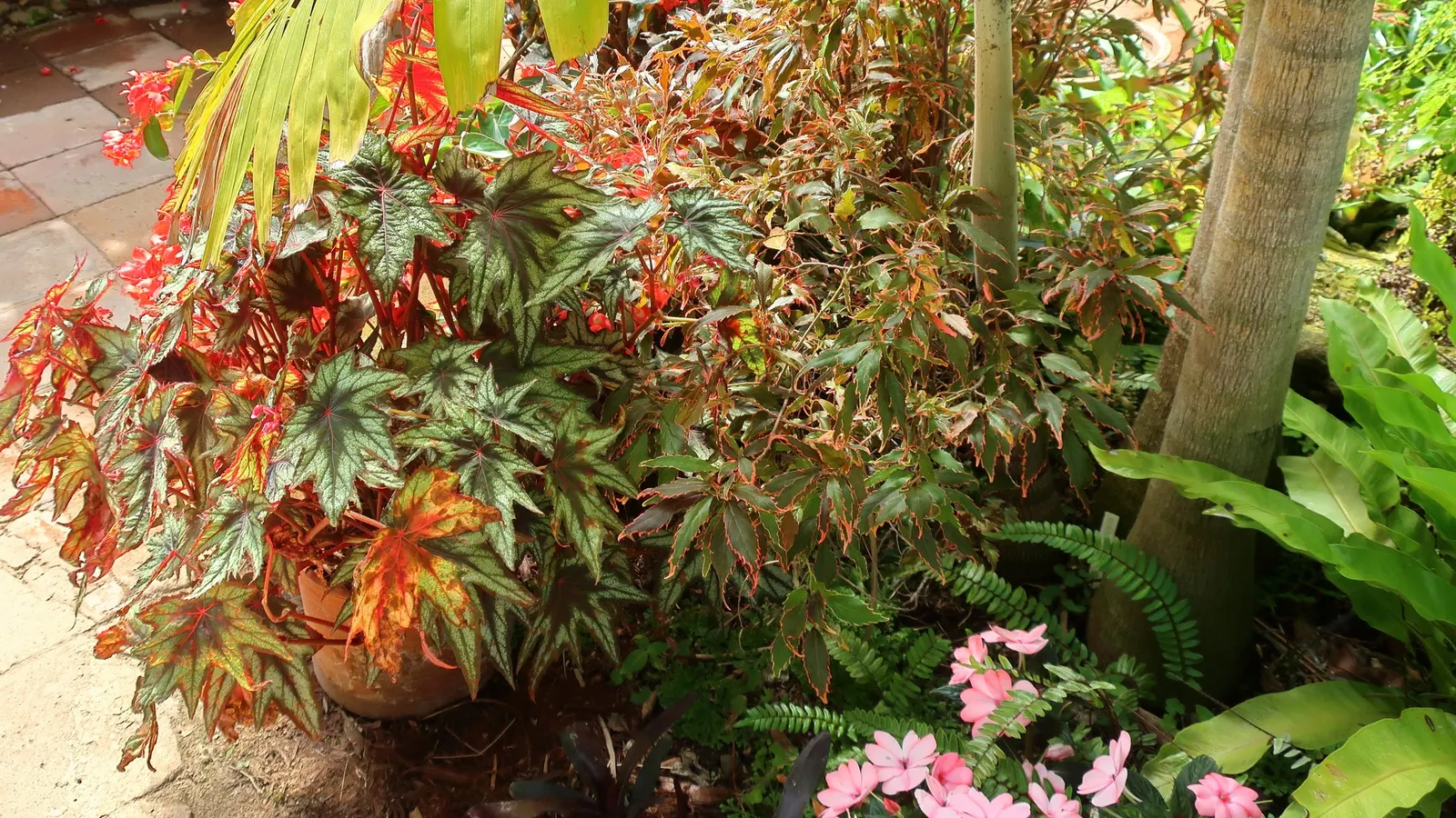 New Guinea Impatiens (Impatiens X 'New Guinea') — annual / perennial with lavender and orange and pink and purple and red and white blooms; well-draining soil