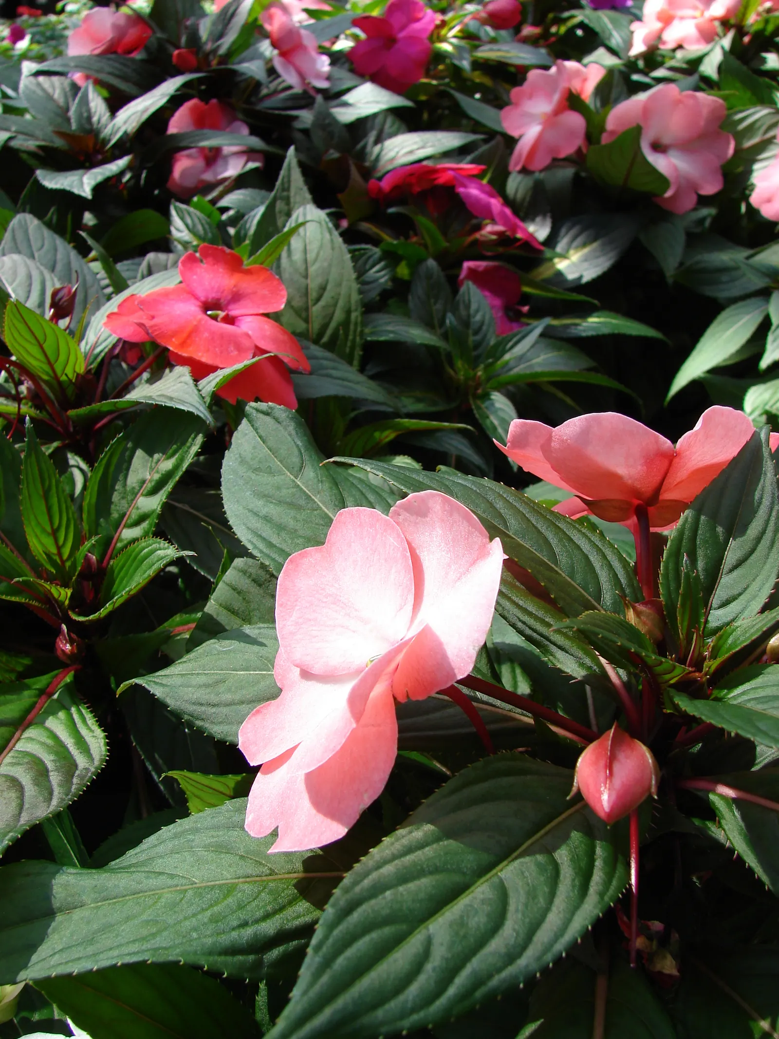 New Guinea Impatiens (Impatiens X 'New Guinea') — herbaceous perennials popular for their lush foliage and bright; ideal for USDA Hardiness Zones, image 70