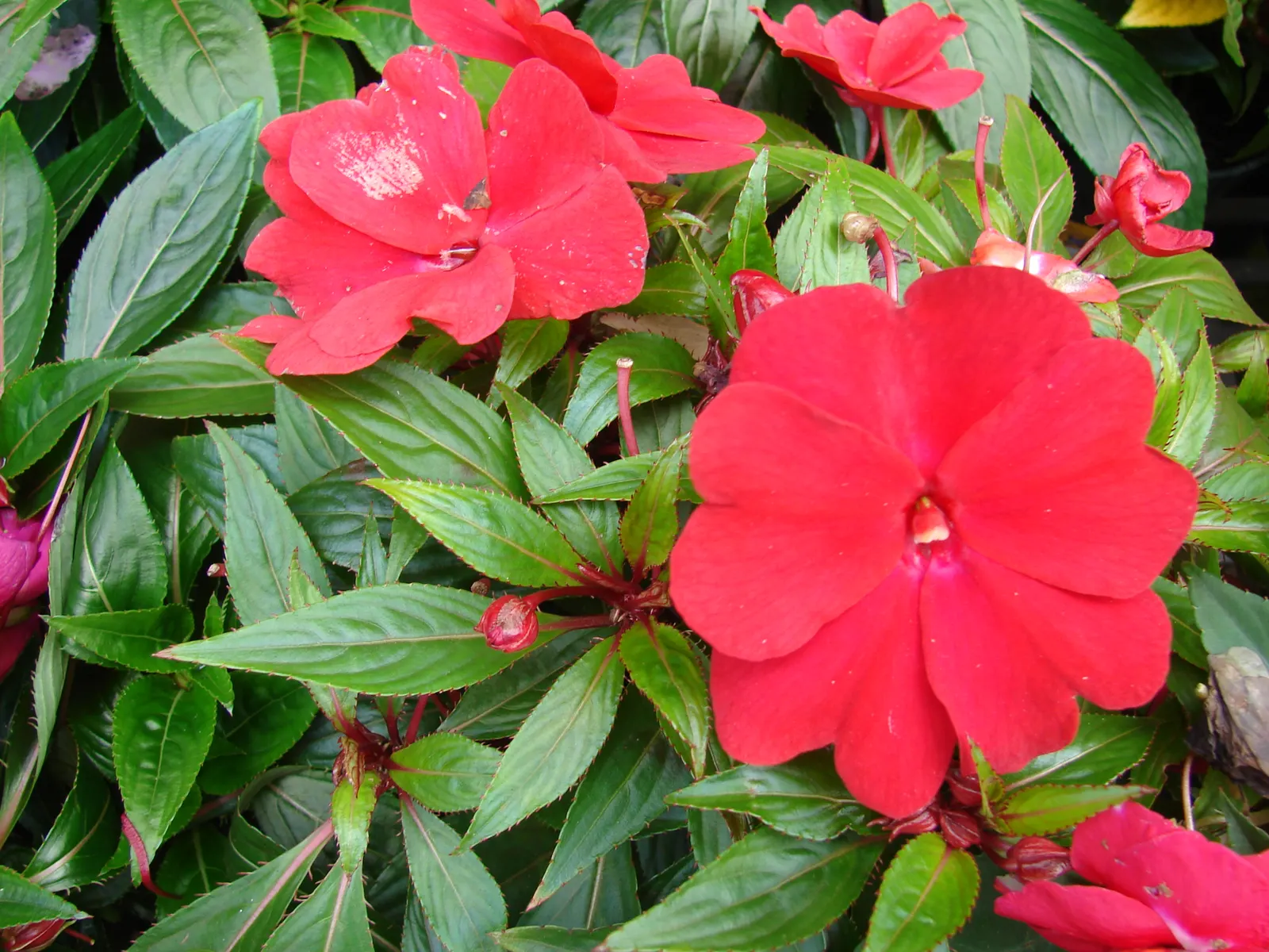 New Guinea Impatiens (Impatiens X 'New Guinea') — periodic watering during dry spells is essential to maintain their lush appearance; the plant's, image 61