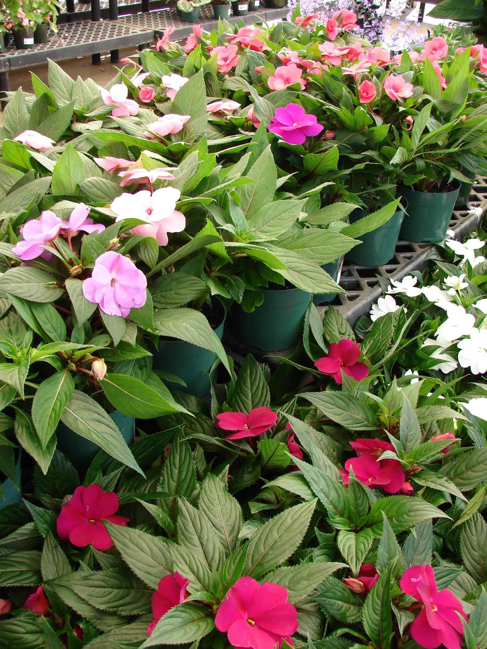 New Guinea Impatiens (Impatiens X 'New Guinea') — making them a low-maintenance option for busy gardeners; herbaceous perennials popular for their lush foliage