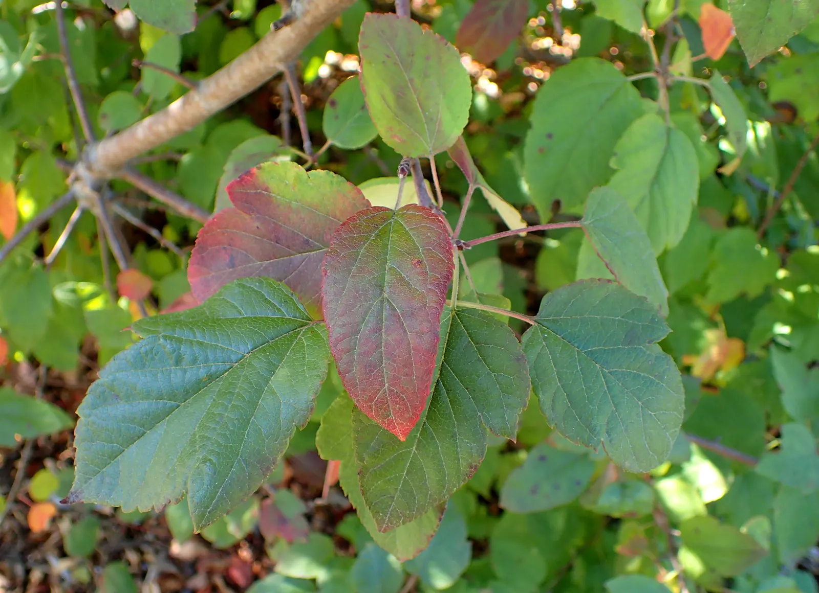 Western Crabapple (Malus Fusca) — making it an exceptional choice for small gardens or as an understory tree in larger landscapes