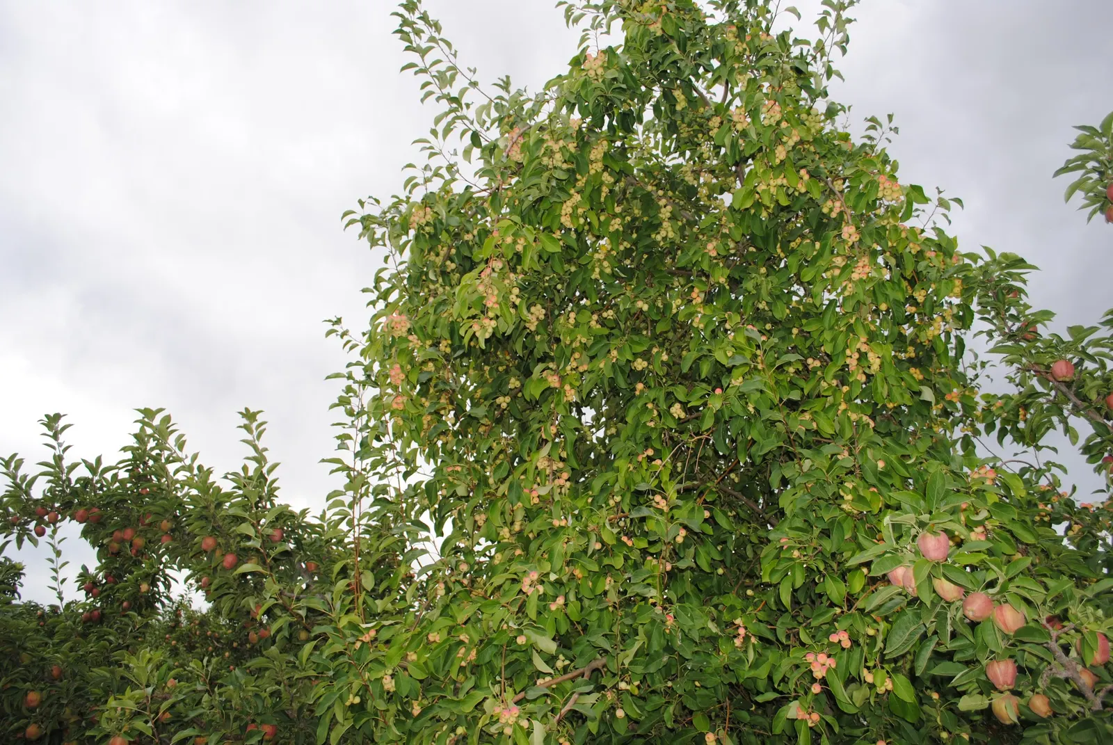 Western Crabapple (Malus Fusca) — commonly known as Western Crabapple or Pacific Crabapple