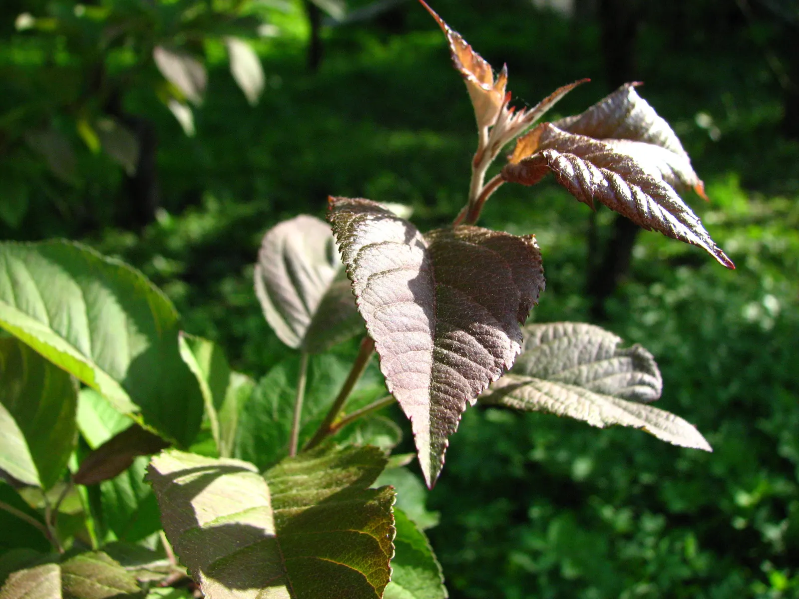 Western Crabapple (Malus Fusca) — Its multi-stemmed form and branching habit create a dense