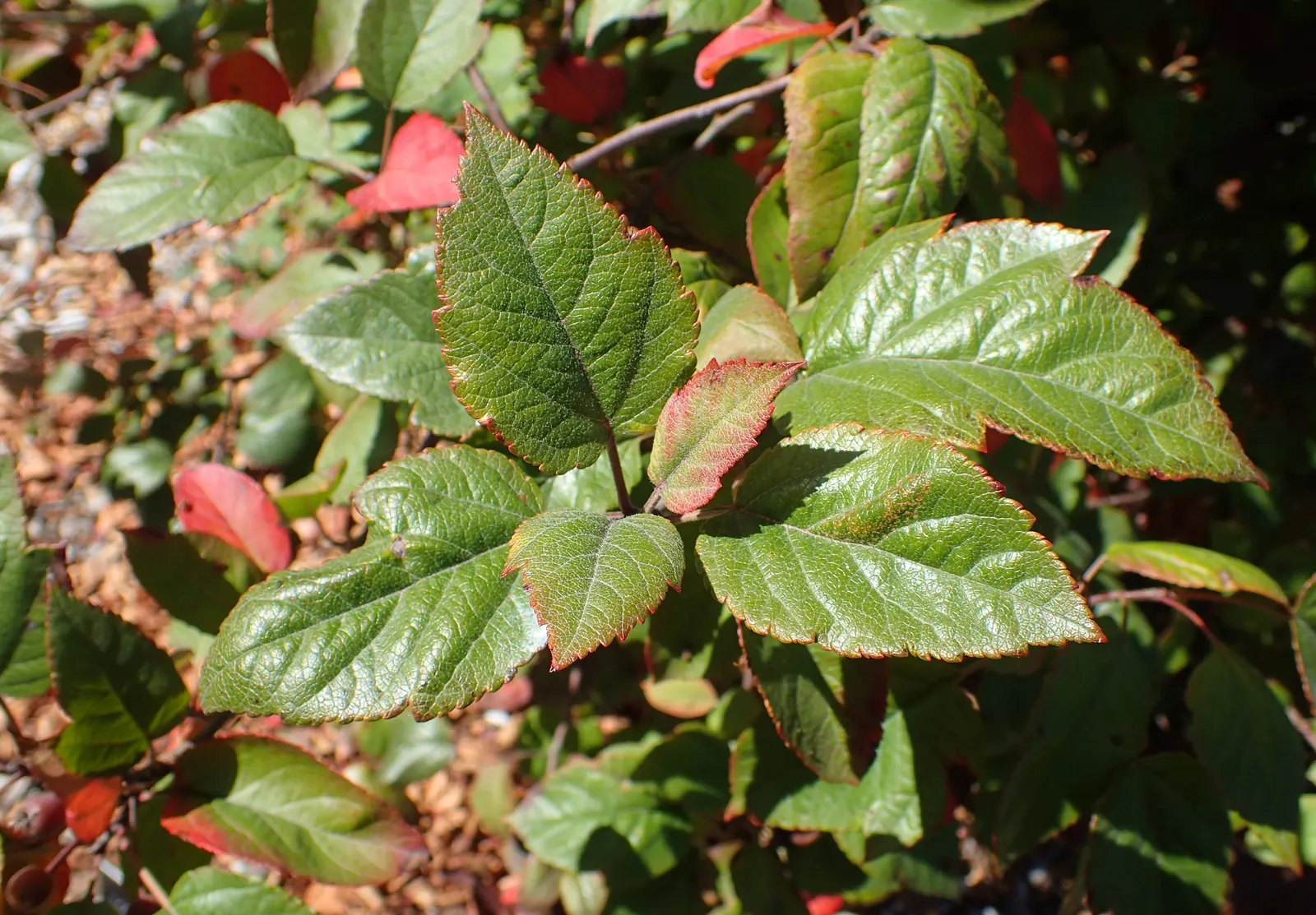 Western Crabapple (Malus Fusca) — followed by edible yellow-green fruit in fall