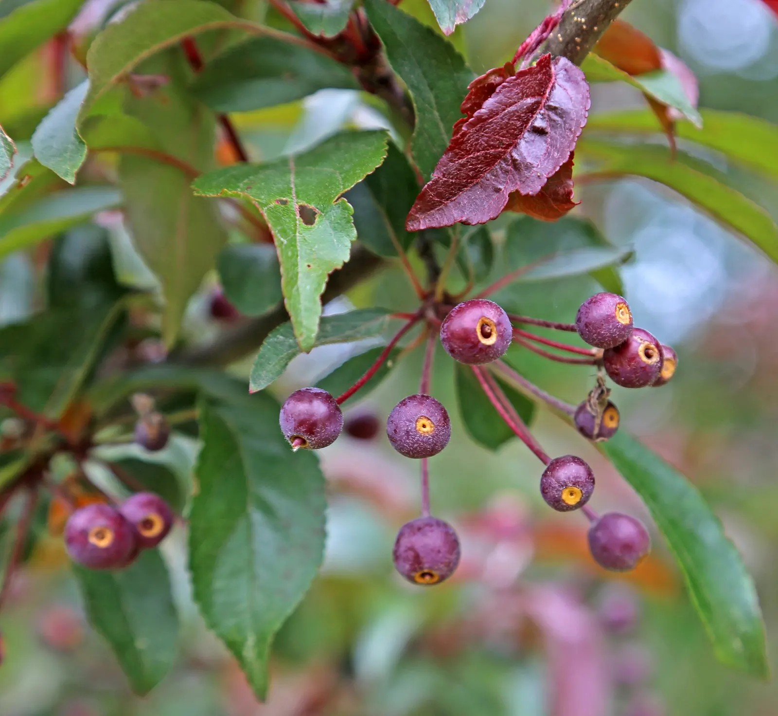 Western Crabapple (Malus Fusca) — is a deciduous tree native to the Pacific Northwest