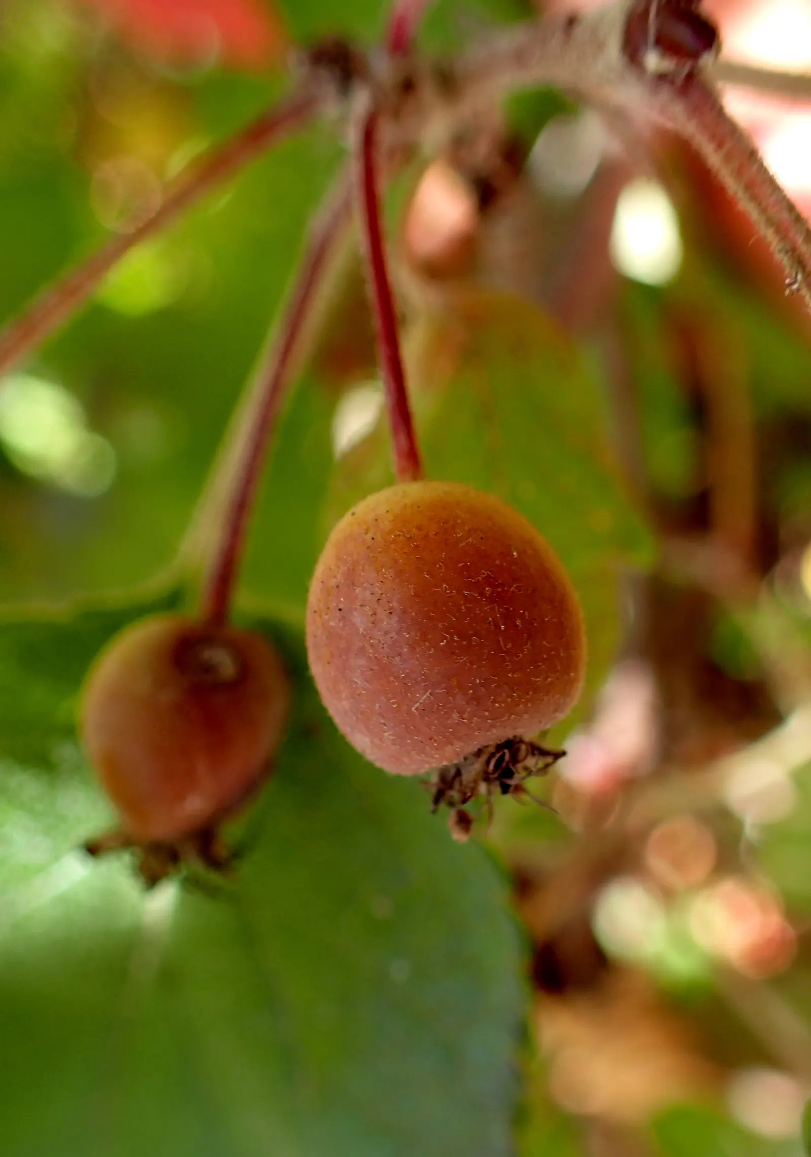Western Crabapple (Malus Fusca) — It typically grows to a modest height between 15 to 20 feet with a comparable spread