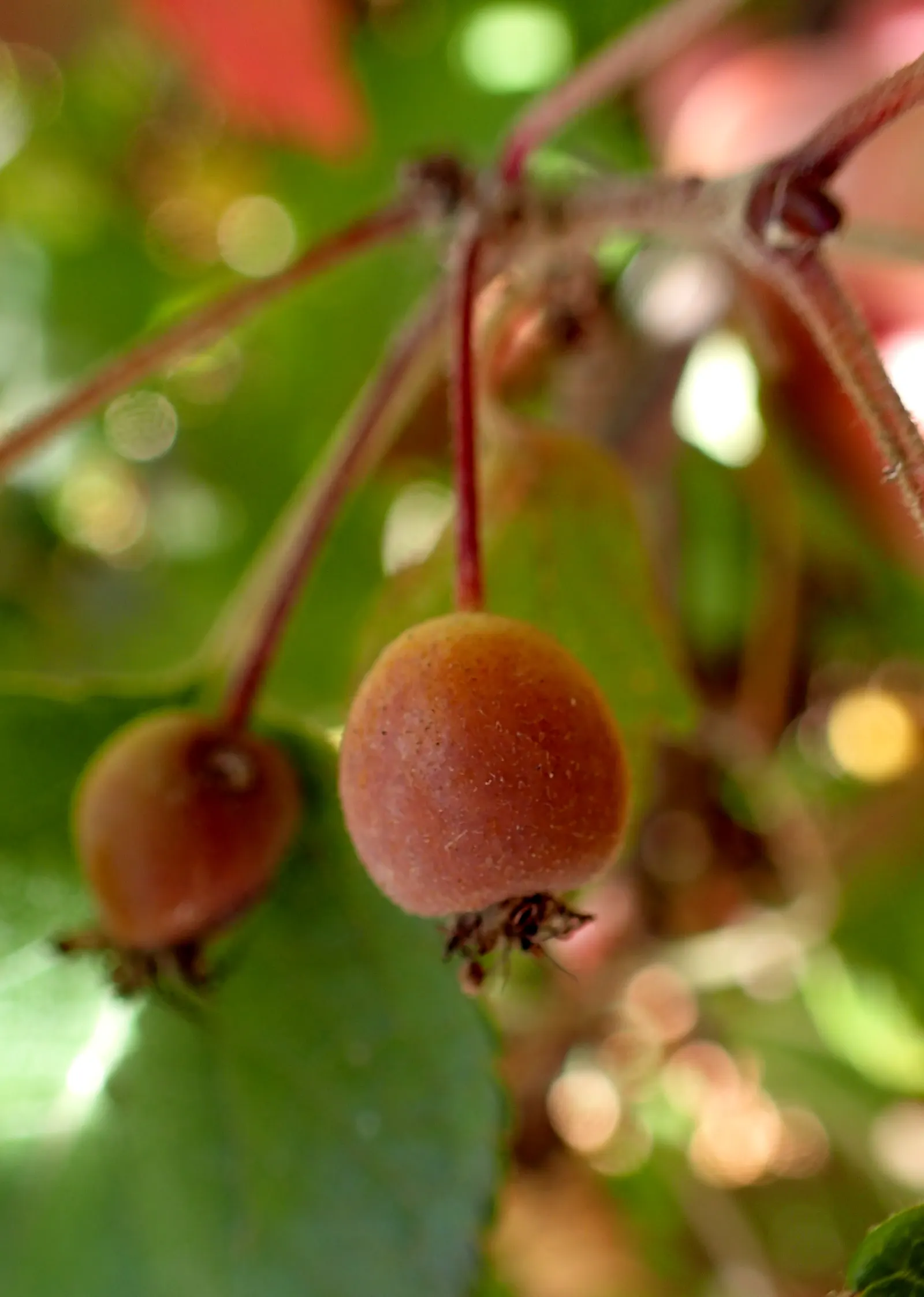 Western Crabapple (Malus Fusca) — also known by its scientific name Malus fusca
