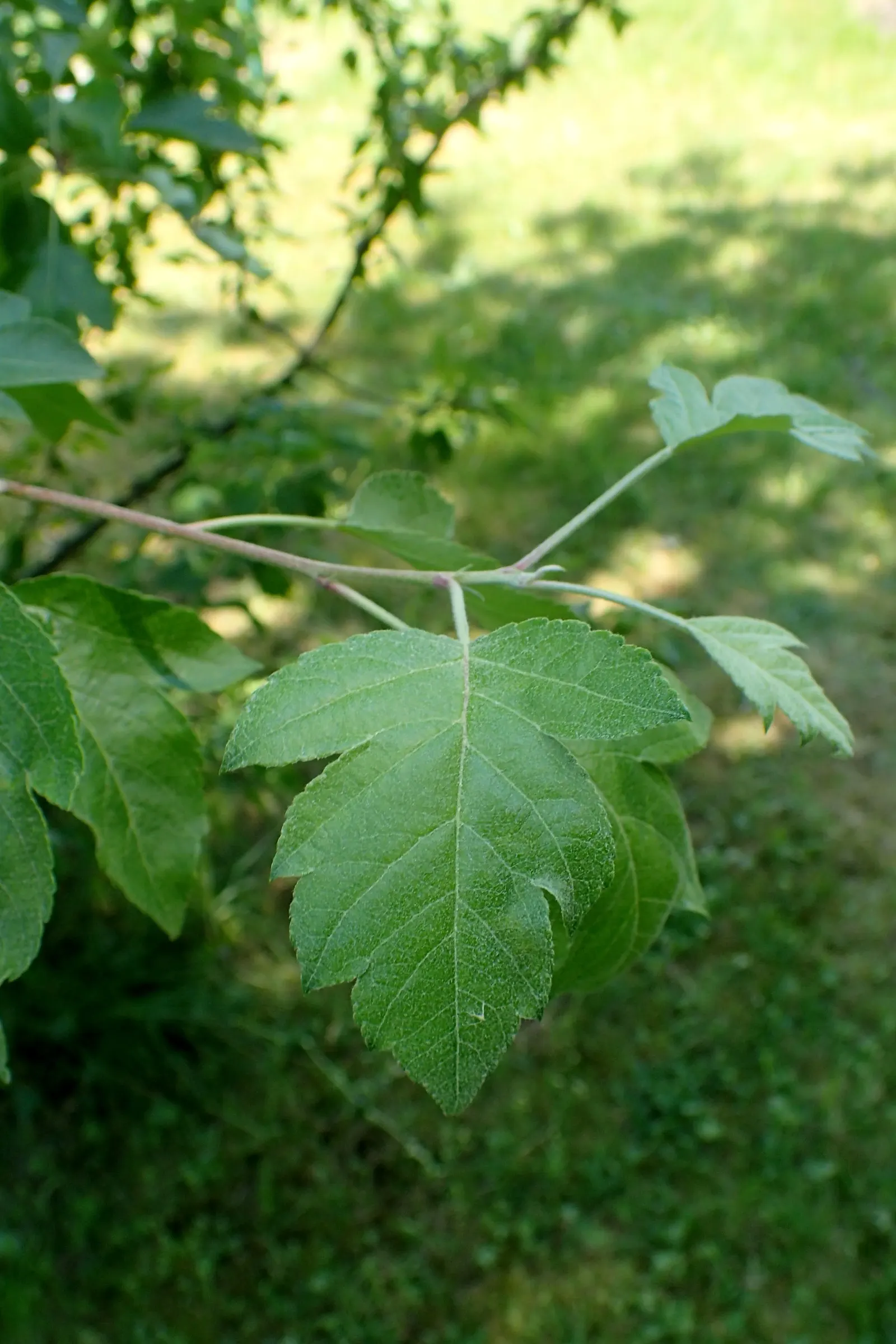 Western Crabapple (Malus Fusca) — is a hardy deciduous shrub or small tree