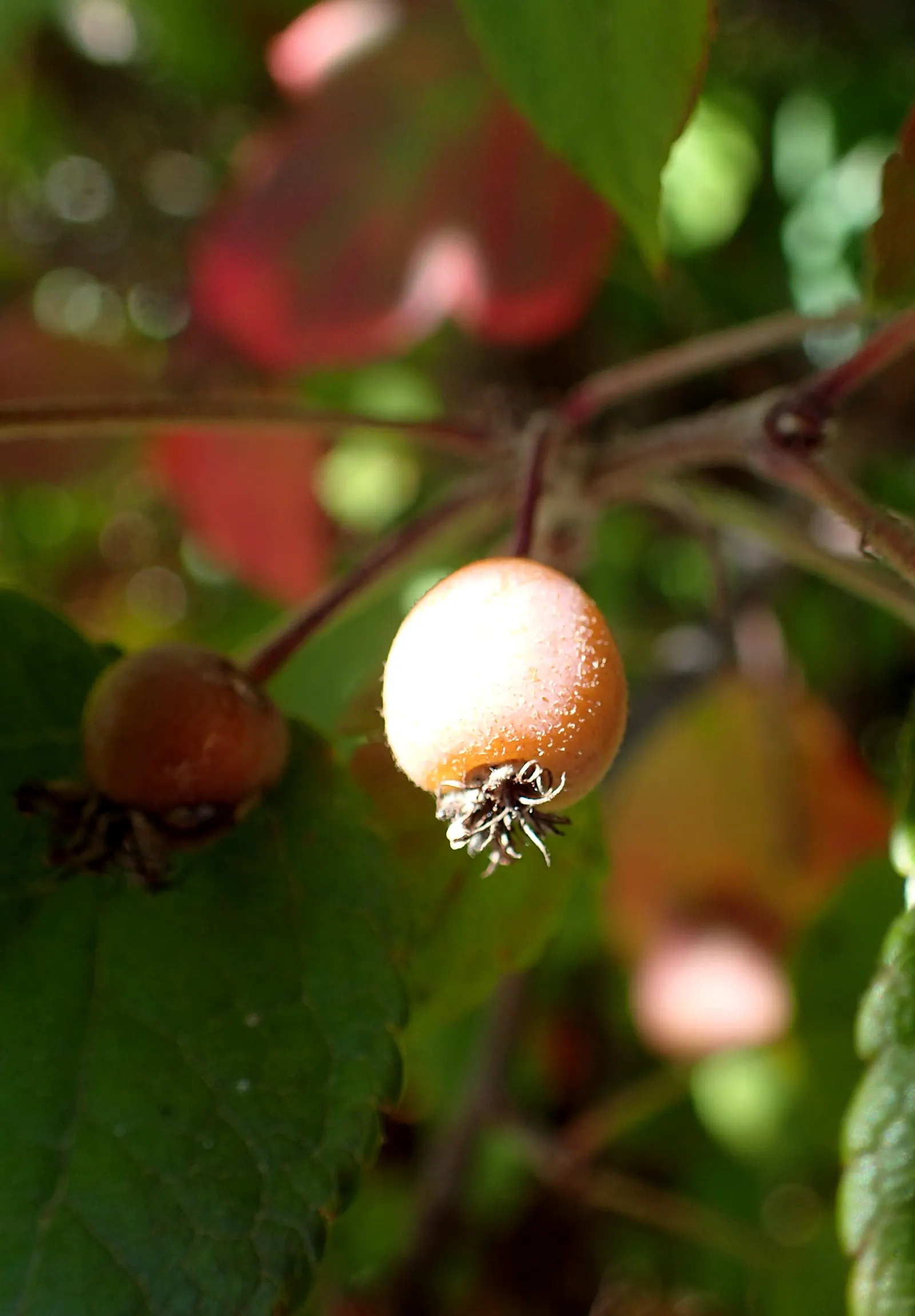 Western Crabapple (Malus Fusca) — Ideal for wildlife gardens, it thrives in wet conditions and prefers full sun to partial shade