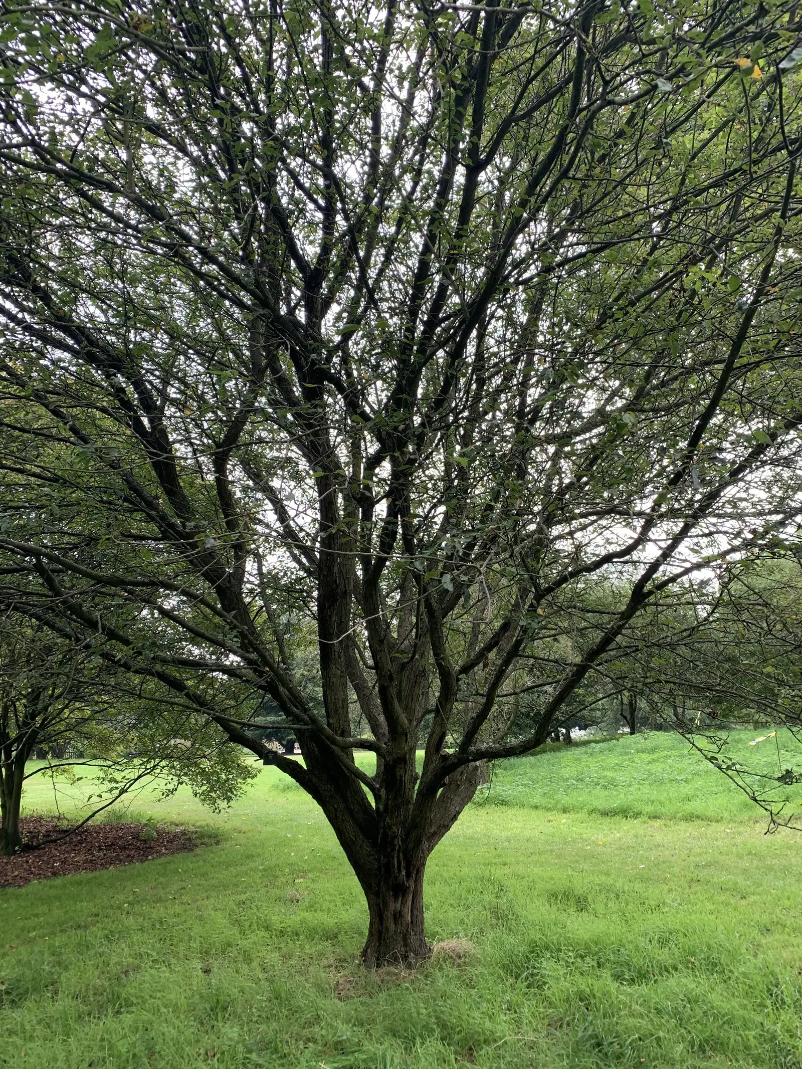 Western Crabapple (Malus Fusca) — This North American native features fragrant white-pink blossoms in spring