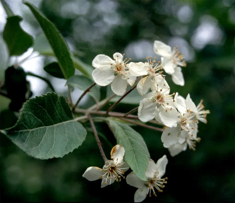 Western Crabapple (Malus Fusca) — reaching heights of 16-39 feet