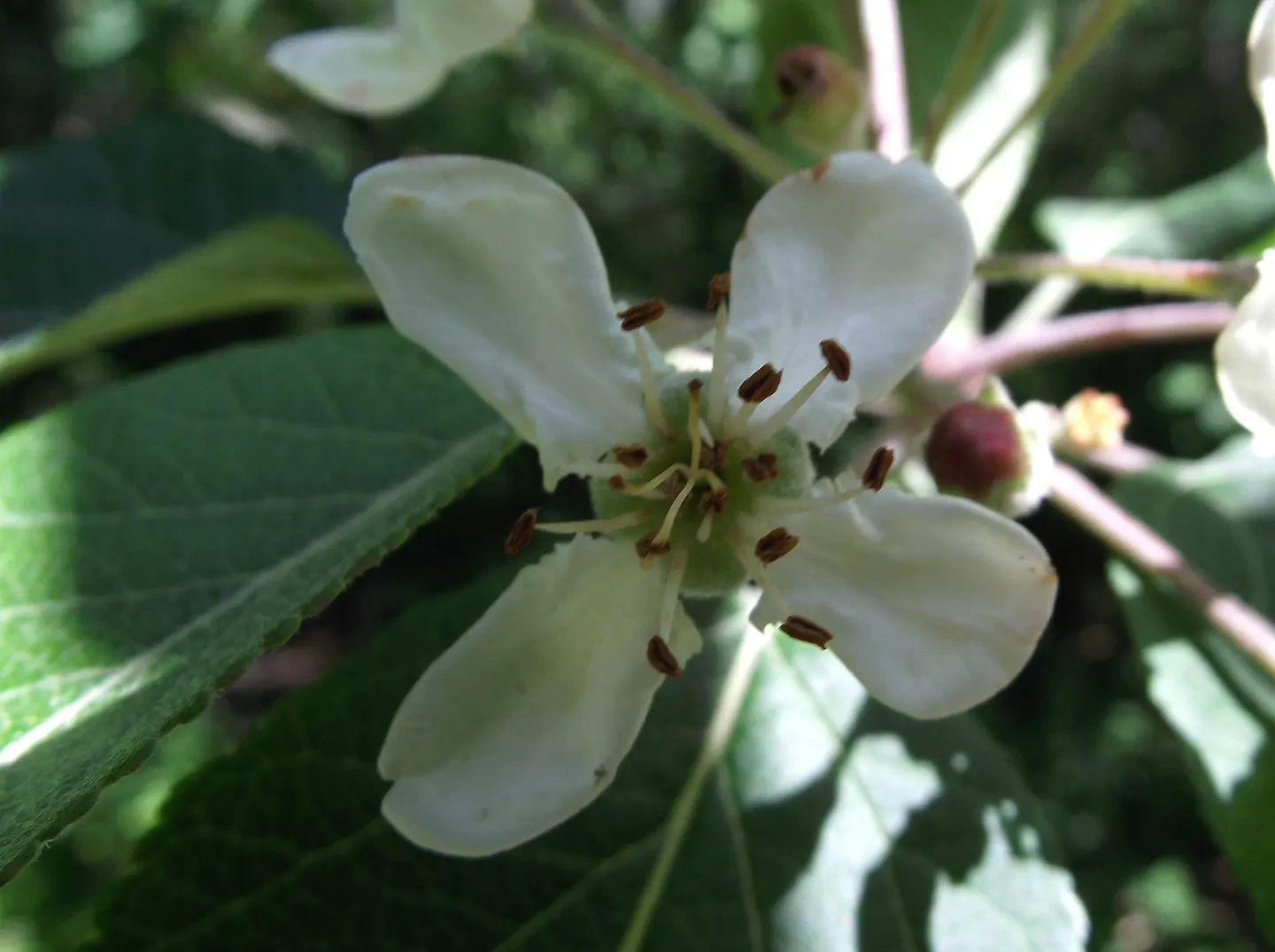 Western Crabapple (Malus Fusca) — It boasts a spread of 13-26 feet, with a picturesque, irregular growth habit