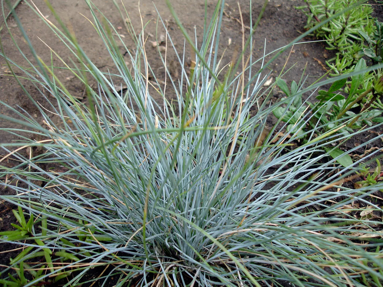 Elijah Blue Fescue (Festuca Glauca 'Elijah Blue') — Elijah Blue Fescue (Festuca glauca 'Elijah Blue') is a perennial ornamental grass