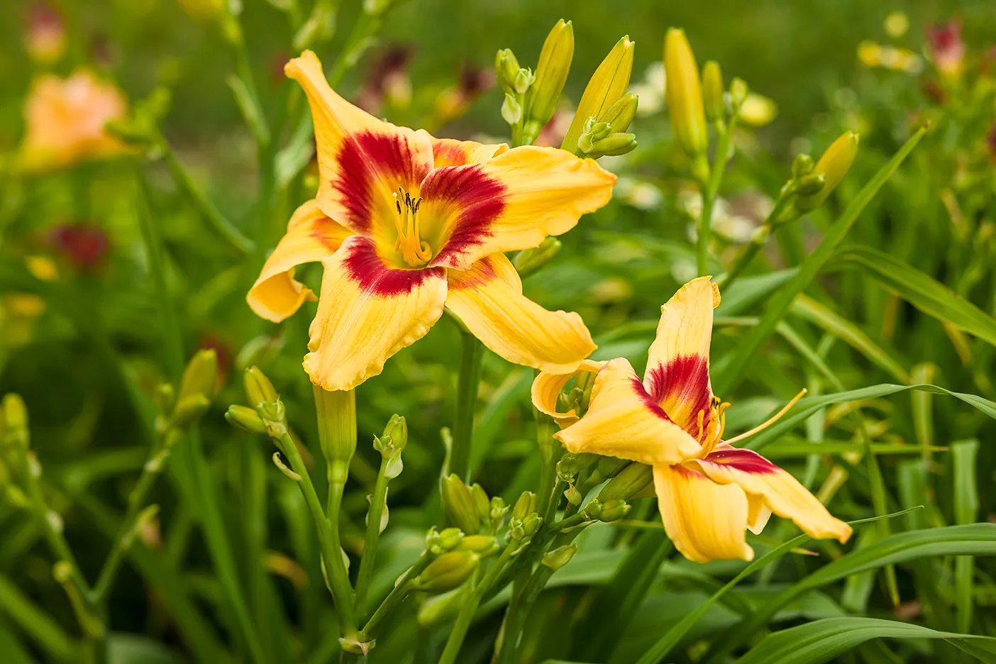 'Tiger Swirl' Daylily (Hemerocallis hybrid) — Best in full sun to part sun, it tolerates average, fertile, or poor soils with average water