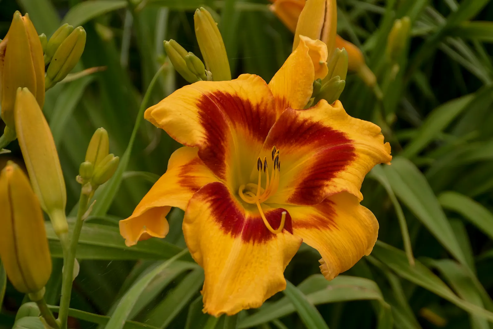 'Tiger Swirl' Daylily (Hemerocallis hybrid) — Fragrant midsummer blooms draw pollinators and resist rabbits