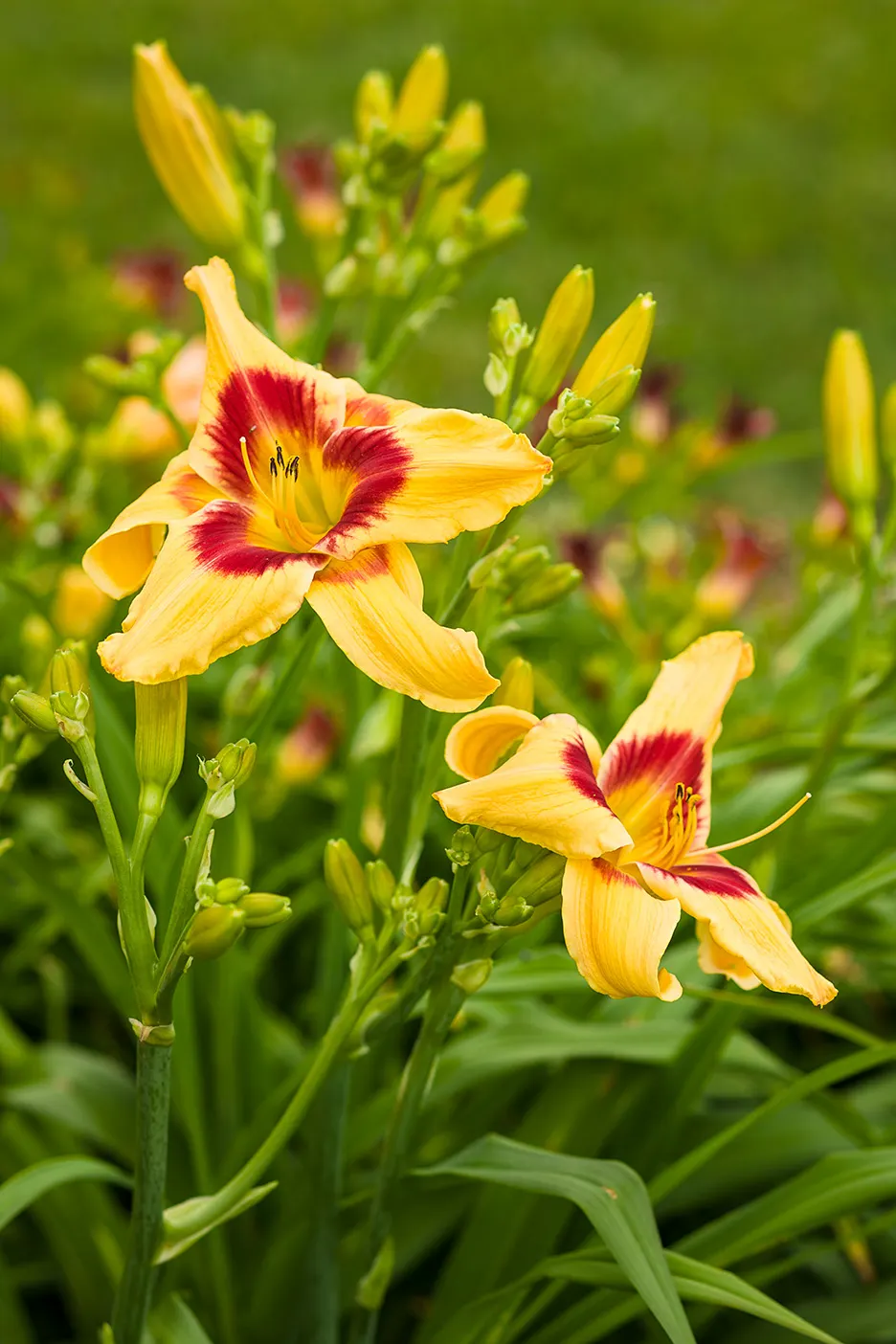'Tiger Swirl' Daylily (Hemerocallis hybrid) — It grows to about 32 inches tall and 18-24 inches wide