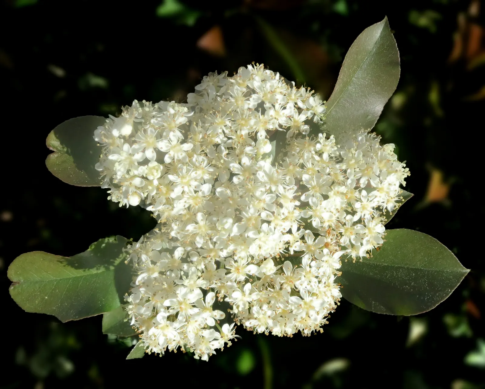 Fraser Photinia (Photinia X Fraseri) — This hybrid is a result of crossing Photinia glabra with Photinia serratifolia