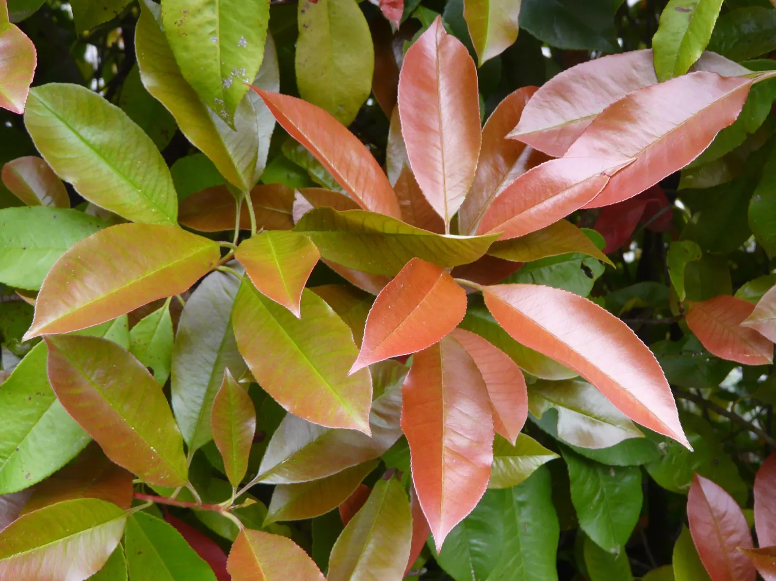 Fraser Photinia (Photinia X Fraseri) — For optimal health and appearance