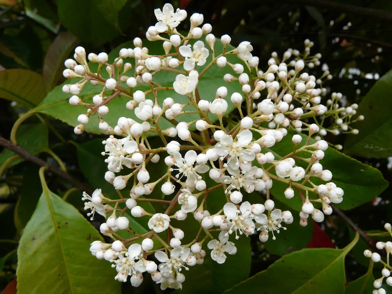Fraser Photinia (Photinia X Fraseri) — It requires well-drained soil and periodic watering once established, but is relatively low maintenance
