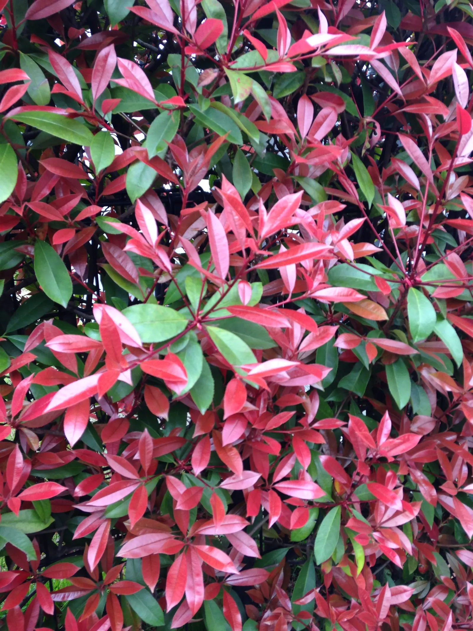 Fraser Photinia (Photinia X Fraseri) — widely cherished for its striking foliage which lends year-round interest to gardens
