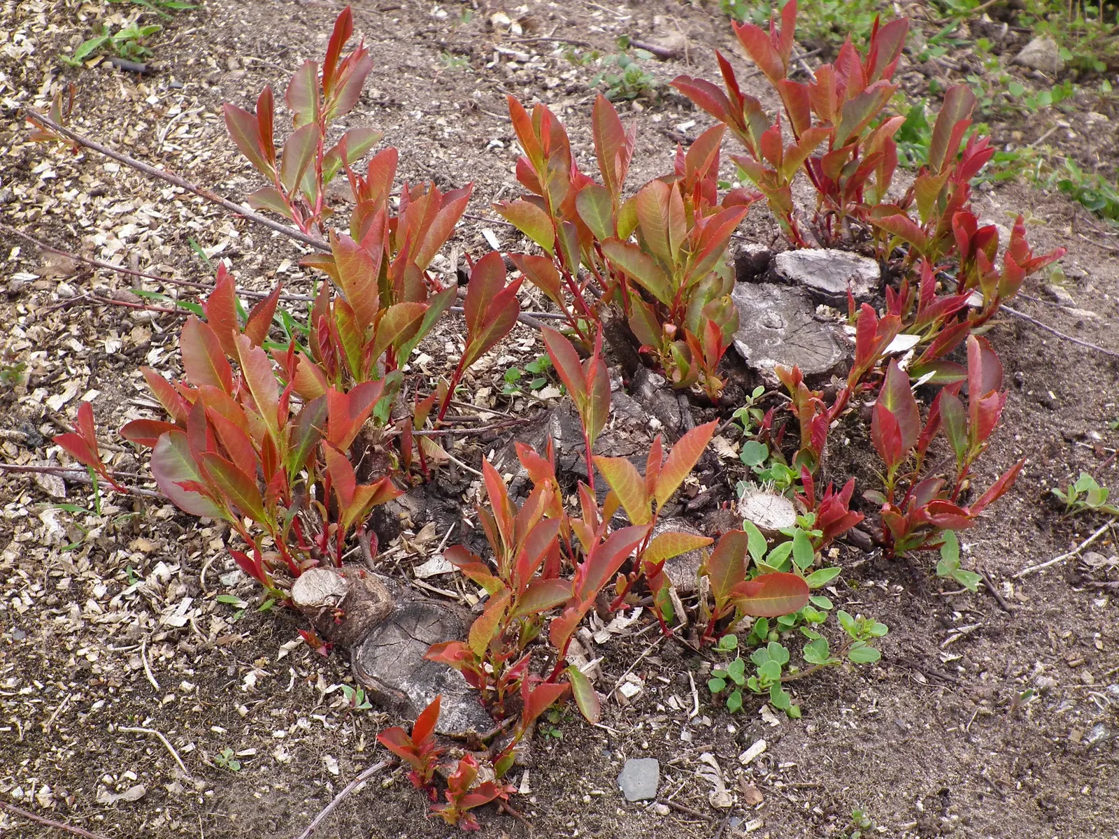 Fraser Photinia (Photinia X Fraseri) — white flowers in the garden