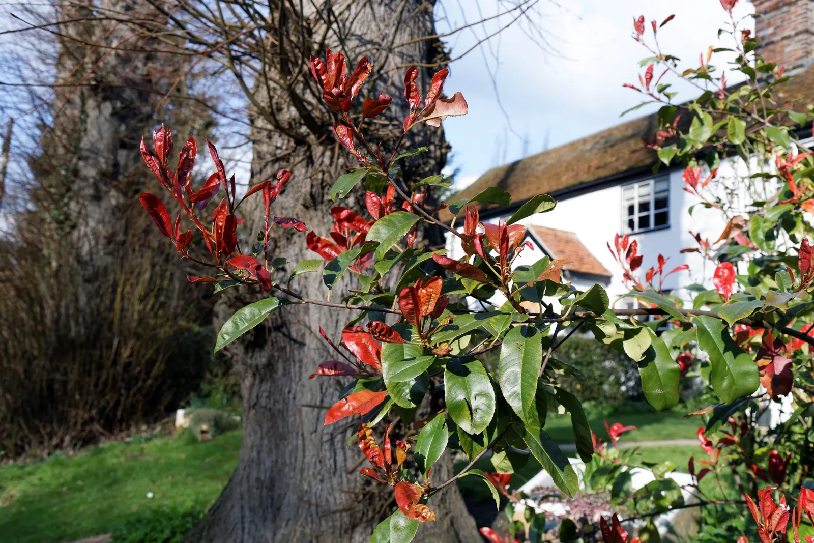 Fraser Photinia (Photinia X Fraseri) — commonly referred to as Fraser Photinia or Red Robin