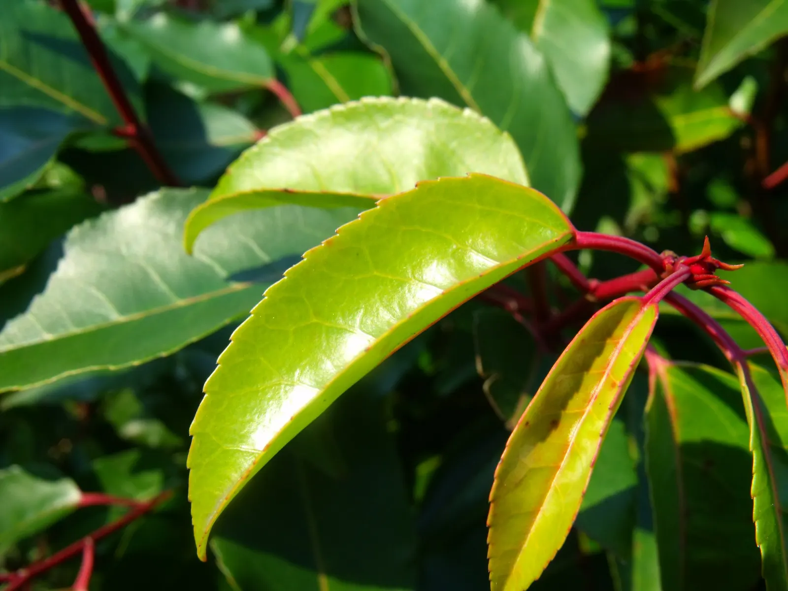Fraser Photinia (Photinia X Fraseri) — Regular pruning not only encourages foliage color but also helps prevent leaf spot diseases