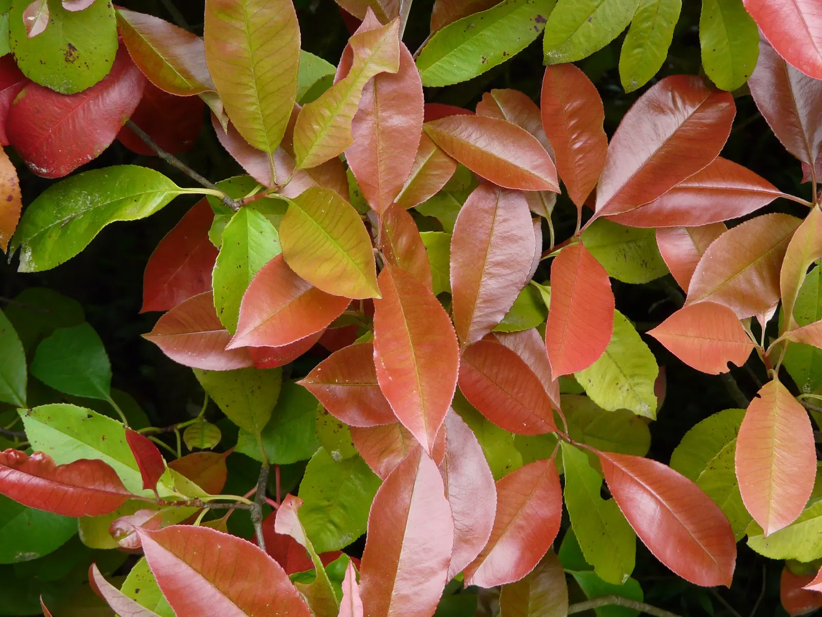 Fraser Photinia (Photinia X Fraseri) — ensuring the plant remains a vibrant and healthy addition to the landscape