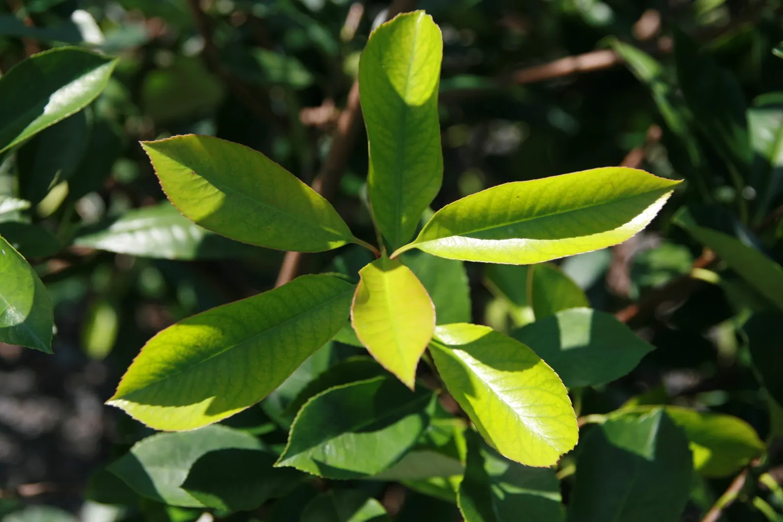 Fraser Photinia (Photinia X Fraseri) — Photinia x fraseri 'Fraser Photinia' is an evergreen shrub with a dense